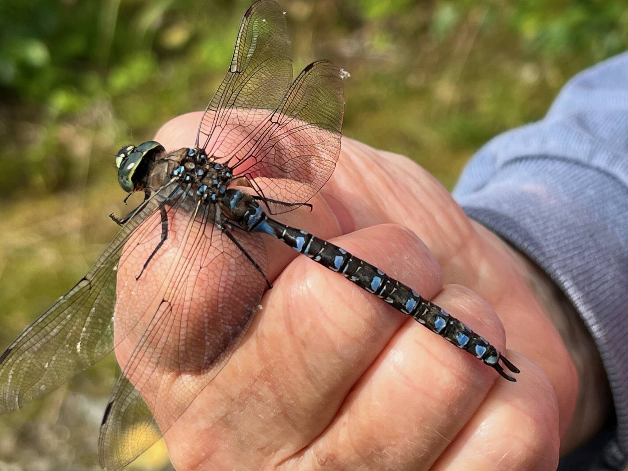 A blue darner dragonfly perched on hands, shoulders, and heads. (Courtesy Photo / Ralf Gerking)