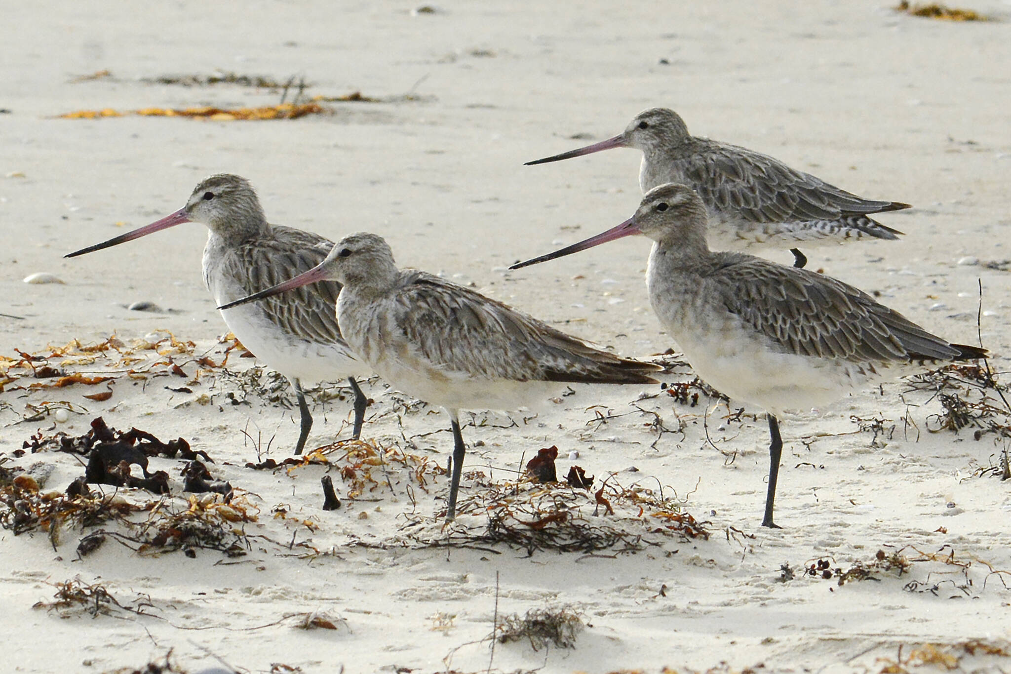 Bar-tailed godwits stand on the beach at Marion Bay in Australia's Tasmania state on Feb. 17, 2018. A young bar-tailed godwit appears to have set a non-stop distance record for migratory birds by flying at least 13,560 kilometers (8,435 miles) from Alaska to the Australian state of Tasmania, a bird expert said Friday, Oct. 28, 2022. (Eric Woehler)