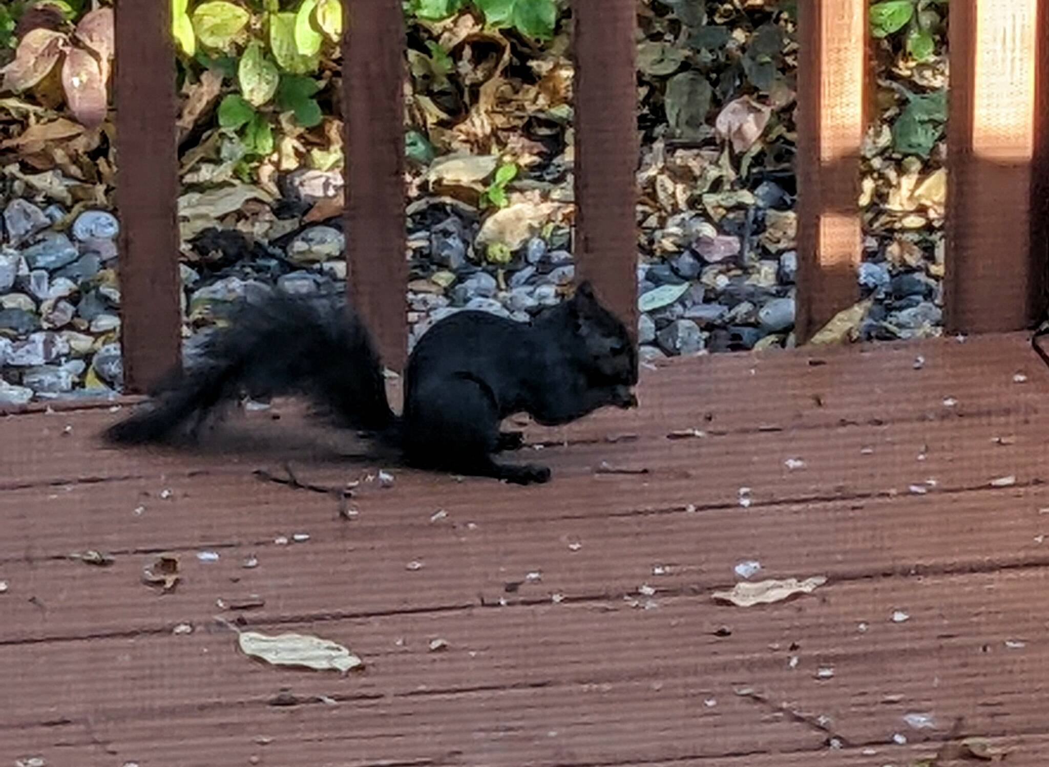 A black-furred gray squirrel gleans spilled seeds below a bird feeder. ( Courtesy Photo / J. S. Willson)