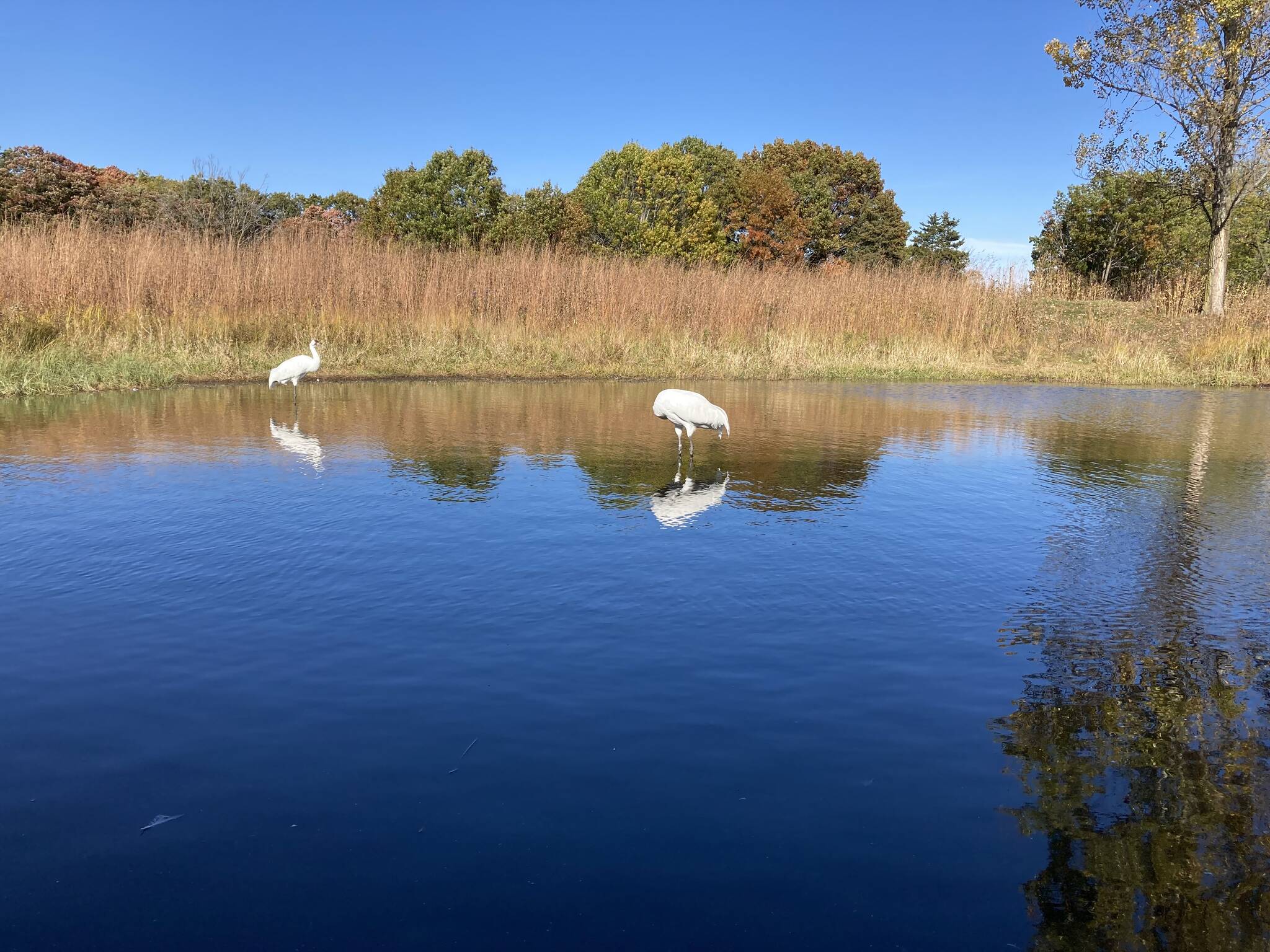 Whooping cranes wade their pool at the International Crane Foundation. (Mary F. Willson / For the Juneau Empire)