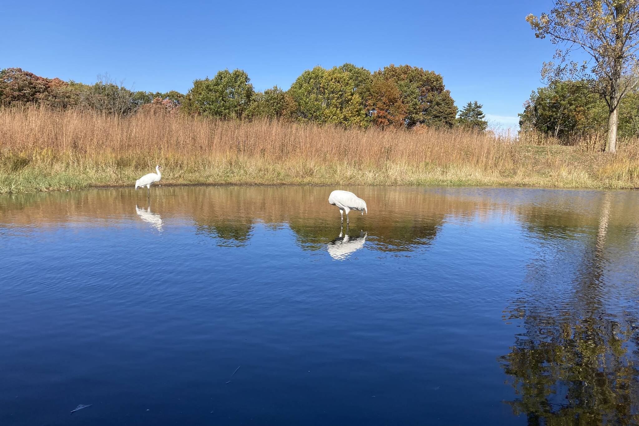 Whooping cranes wade their pool at the International Crane Foundation. (Mary F. Willson / For the Juneau Empire)