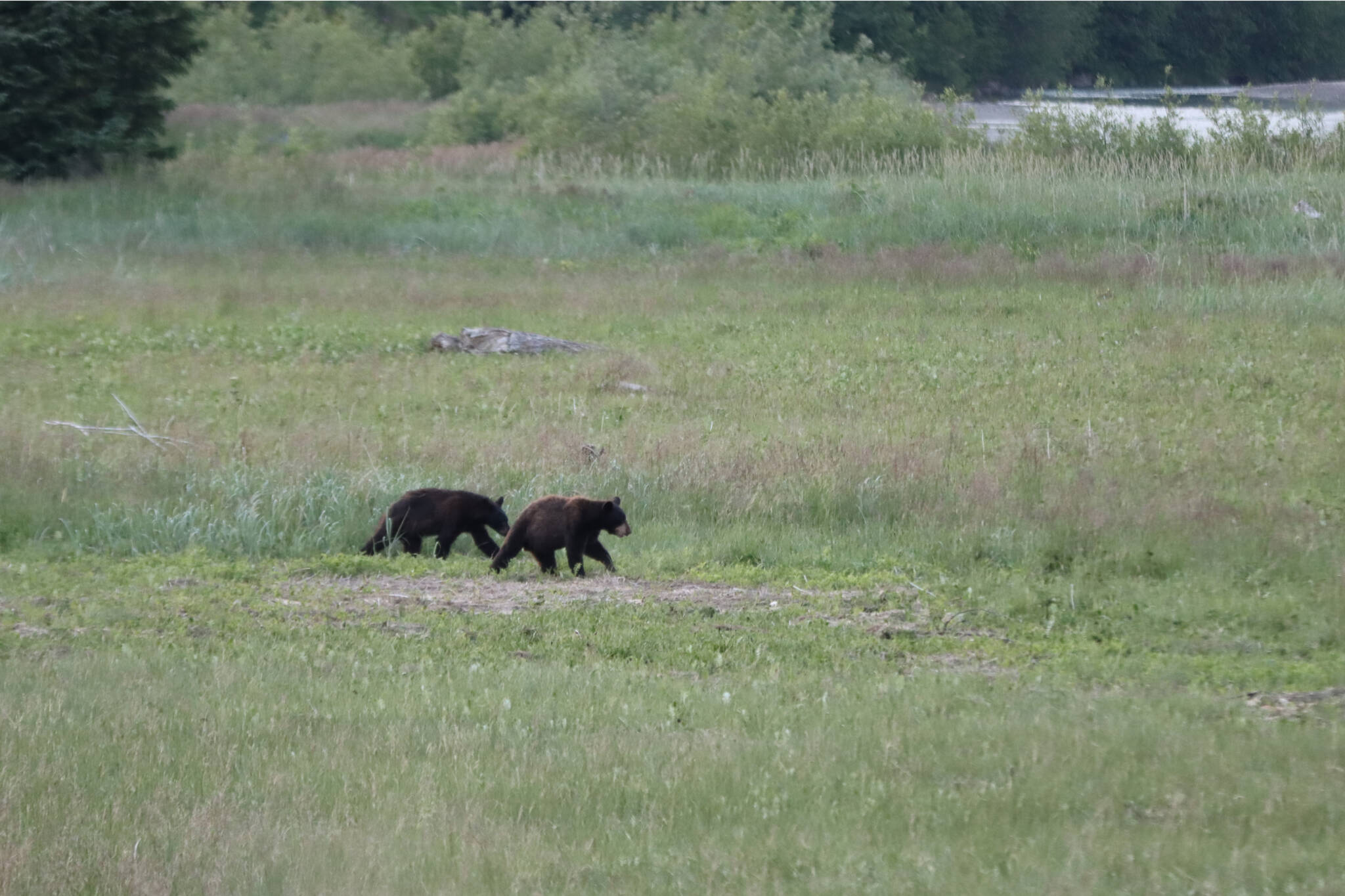 Two bear cubs walk in a Juneau field on a summer evening. Alaska Department of Fish and Game announced Friday that highly pathogenic avian influenza was detected in a bear cub in Bartlett Cove, Glacier Bay National Park and Preserve. It's just the second time the virus has been detected in a bear. (Ben Hohenstatt / Juneau Empire File)