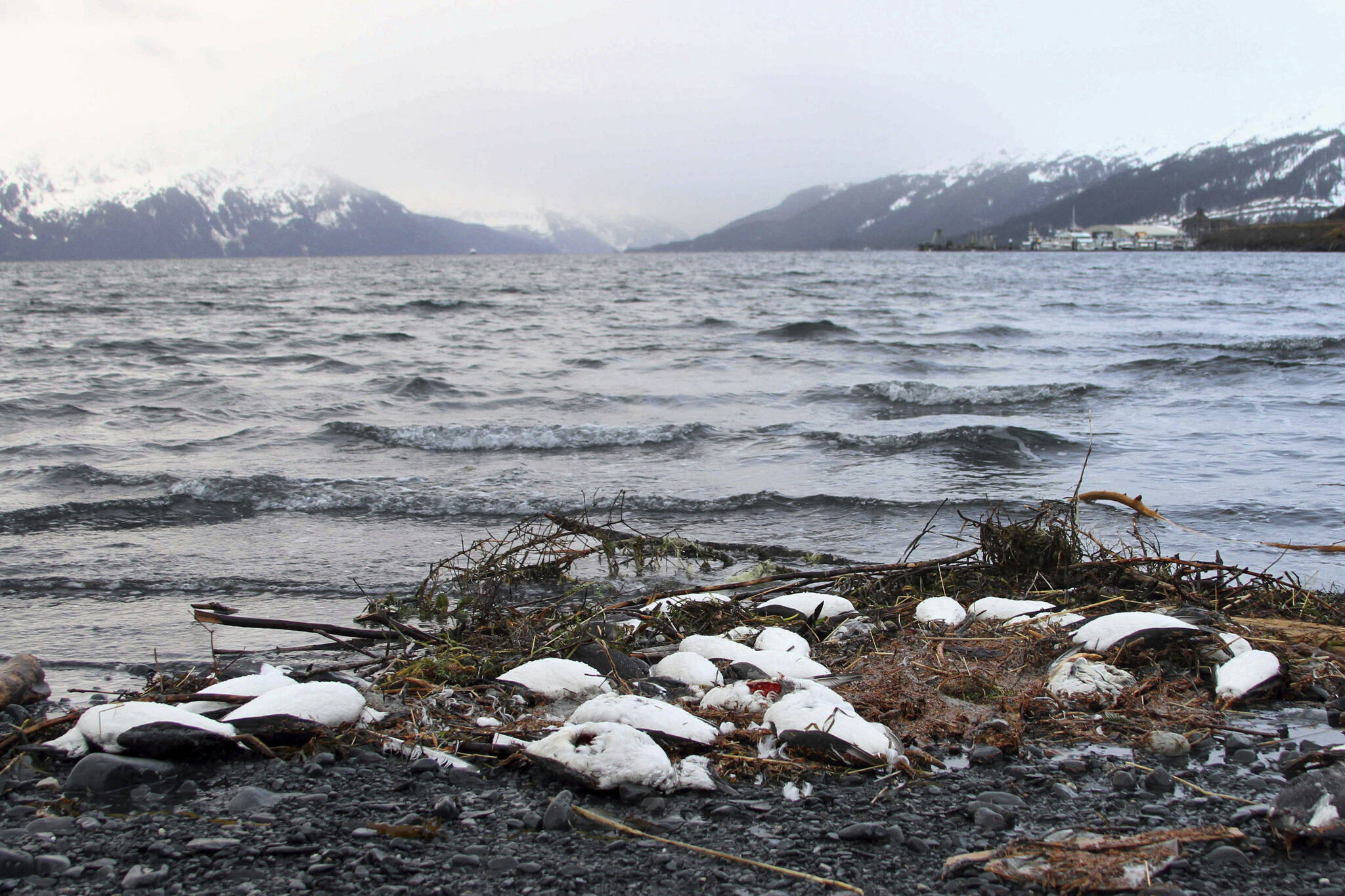 In this Thursday, Jan. 7, 2016 file photo, dead common murres lie washed up on a rocky beach in Whittier, Alaska. Arctic seabirds unable to find enough food in warmer ocean waters are just one sign of the vast changes in the polar region, where the climate is being transformed faster than anywhere else on Earth. An annual report, to be released Tuesday, Dec. 13, 2022 by U.S. scientists, also documents rising Arctic temperatures and disappearing sea ice. (AP Photo / Mark Thiessen File)