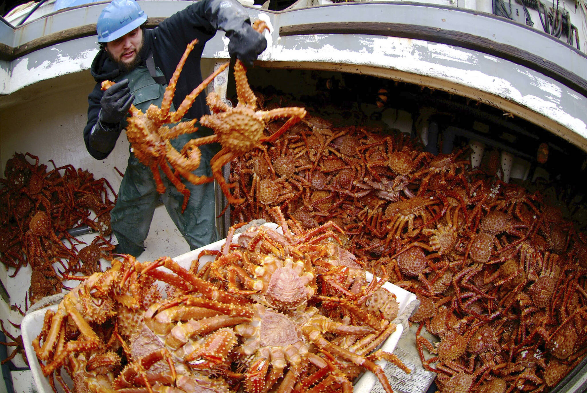 Steve Waddle places golden king crab into a tote in the hold of the F/V Angjenl while unloading at Petersburg, Alaska on March 1, 2007. The U.S. Department of Commerce's disaster declaration for salmon and crab fisheries in Washington and Alaska opens the door for financial relief as part of an omnibus spending bill being negotiated by U.S. lawmakers. The declaration Friday, Dec. 16, 2022, covers Bristol Bay king crab harvests suspended for two years, and the snow crab harvest that will be canceled for the first time in 2023. (AP Photo / Klas Stolpe)