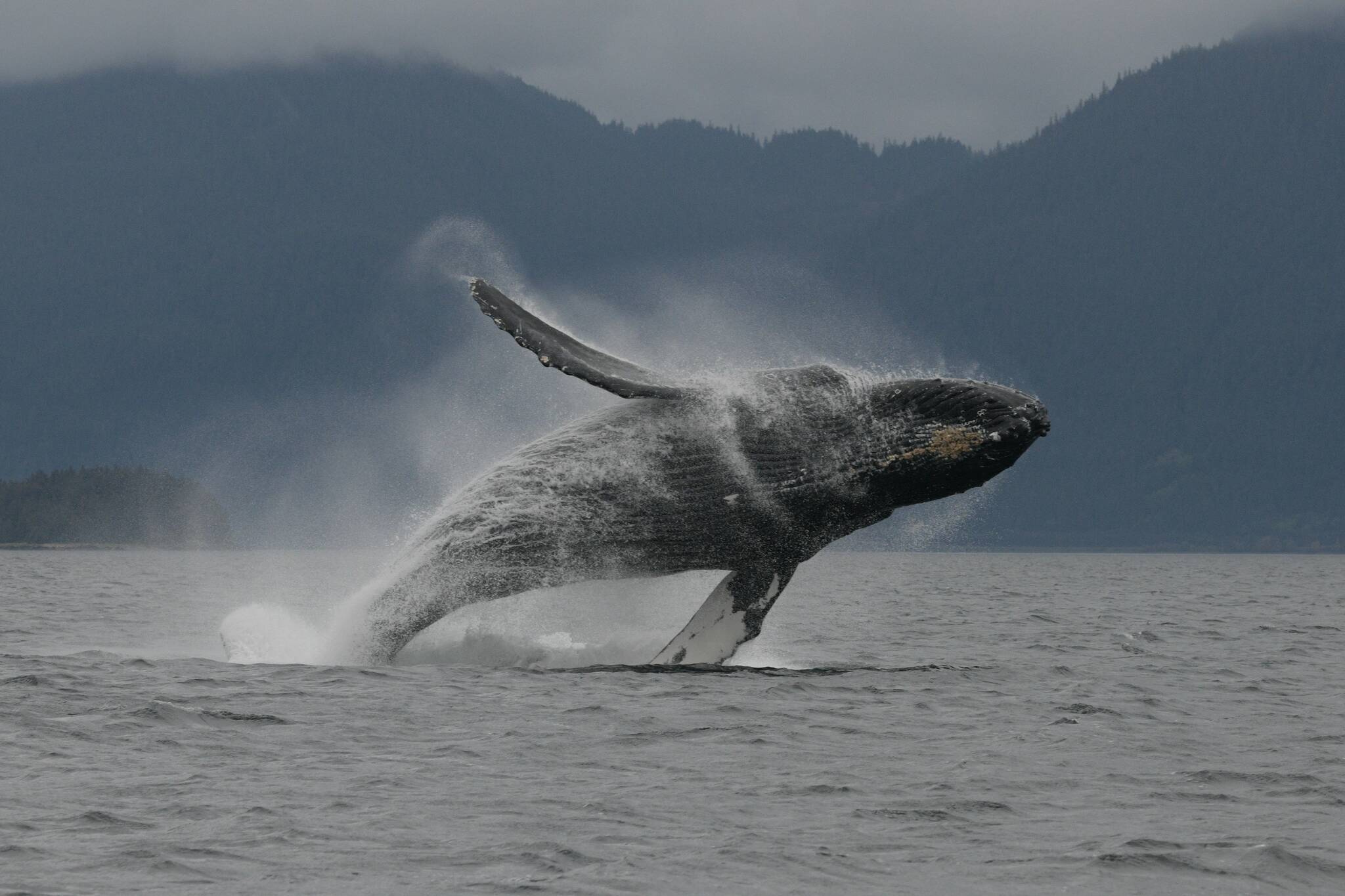 A humpback whale breaches near Juneau. (Heidi Pearson/ NOAA/NMFS)