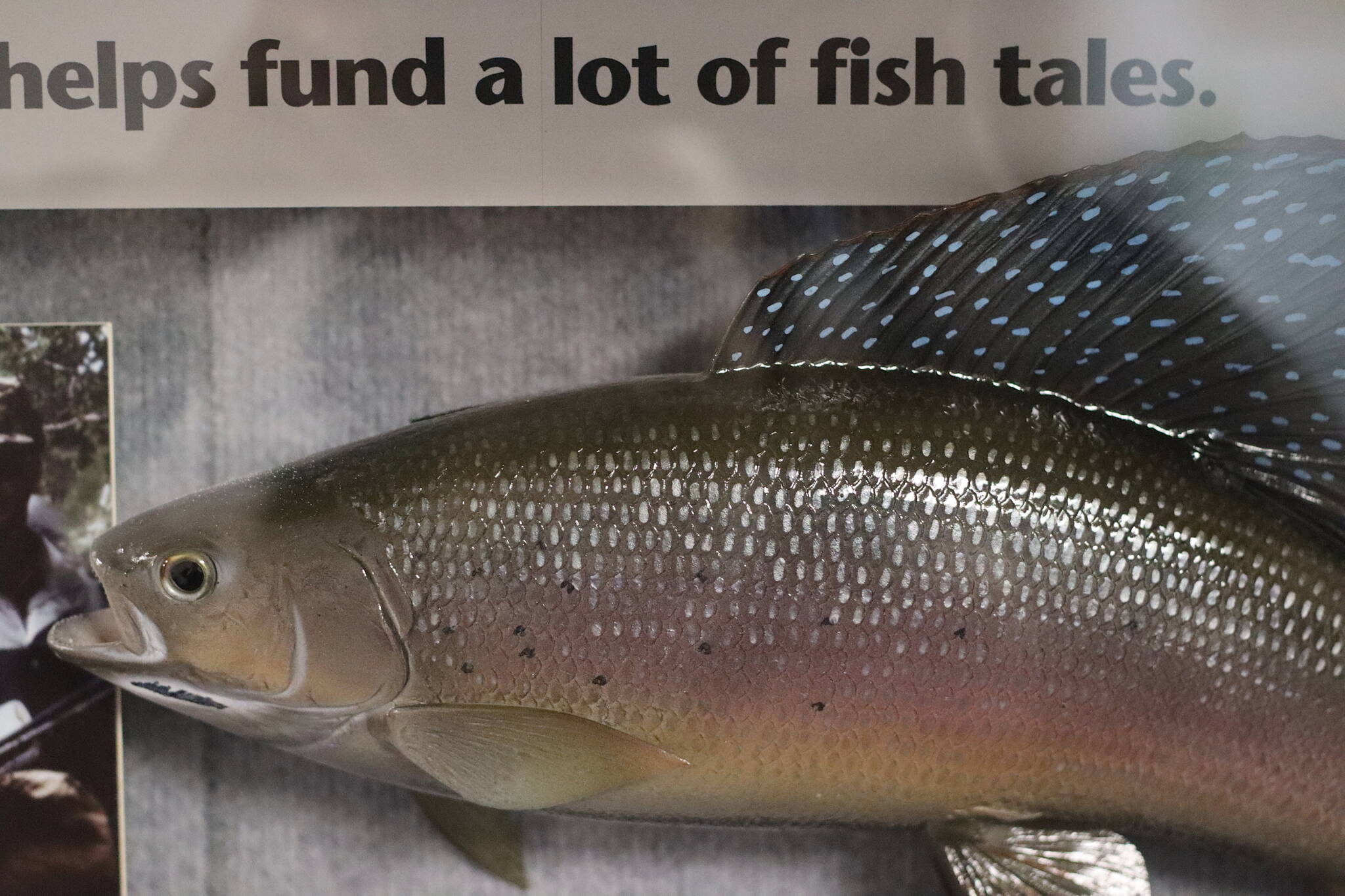 Folks at the Alaska State Capitol openly admit to plenty of fish tales, but to a large degree in ways intended to benefit residents and sometimes even the fish. (Mark Sabbatini / Juneau Empire)