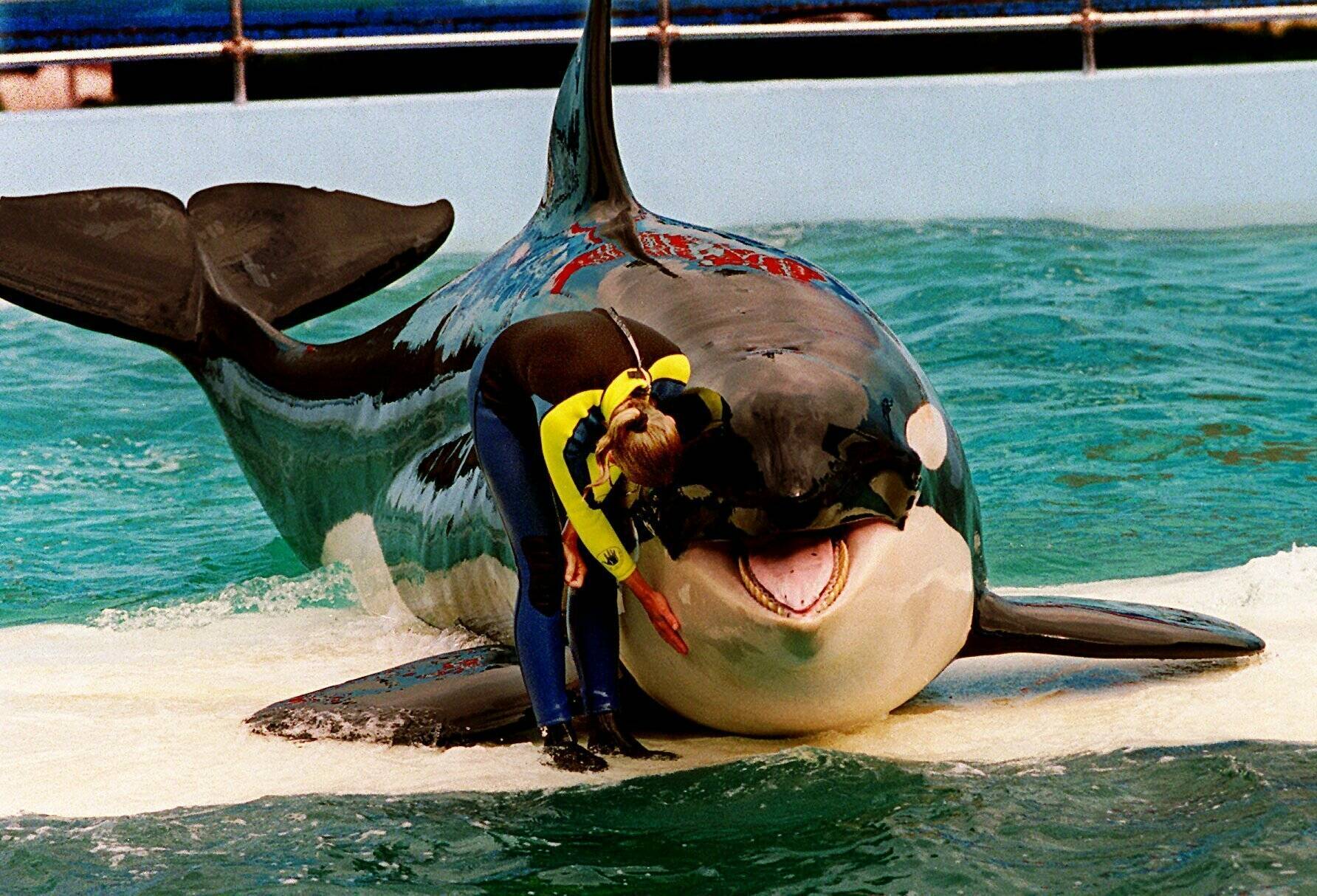 Trainer Marcia Hinton pets Lolita, a captive orca whale, during a performance at the Miami Seaquarium in Miami, March 9, 1995. An unlikely coalition made up of a theme park owner, an animal rights group, a mayor and a philanthropist who owns an NFL team announced Thursday, March 30, 2023, that a plan is in place to return Lolita — an orca that has lived in captivity at the Miami Seaquarium for more than 50 years — to its home waters in the Pacific Northwest. (Nuri Vallbona / Miami Herald)
