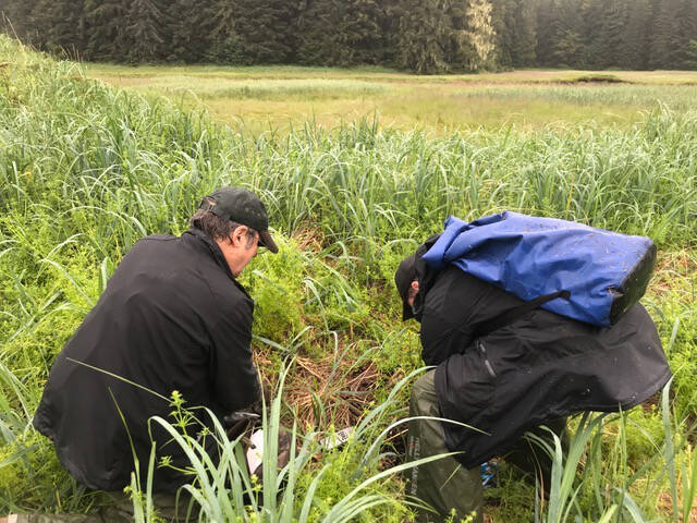 Guy Archibald collects clam shell specimens on Admiralty Island. Archibald was the lead author of a recently released study that linked a dramatic increase of lead levels in Hawk Inlet’s marine ecosystem and land surrounding it on Admiralty Island to tailings released from the nearby Hecla Greens Creek Mine. (Courtesy Photo / John Neary)