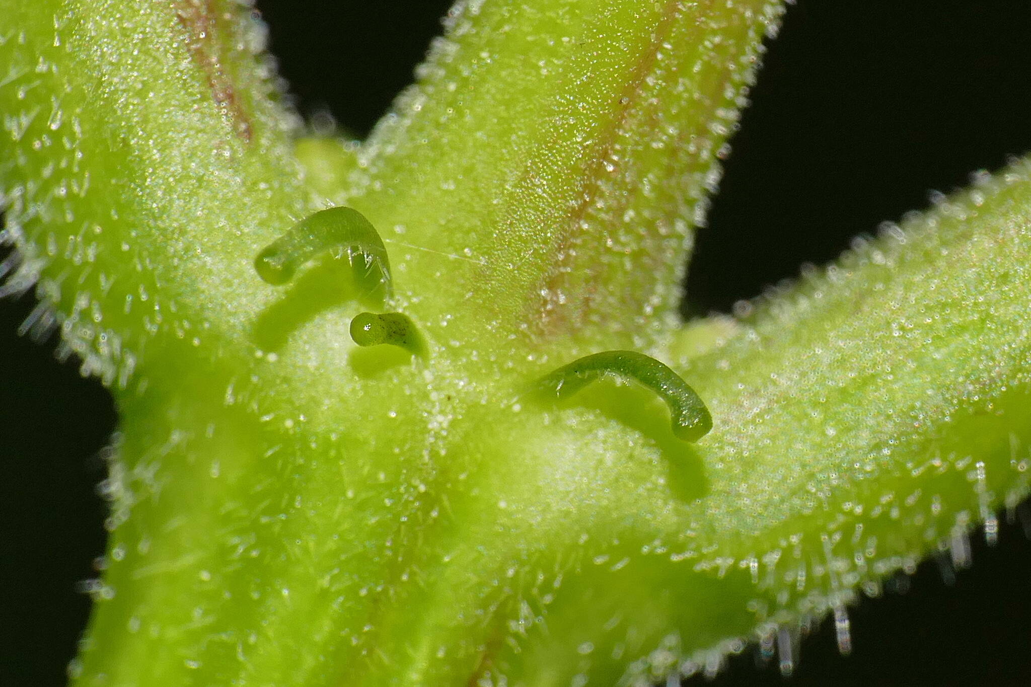 At the base of elderberry leaves there are extrafloral nectaries that may be part of the plant’s defense against insect herbivores. (Bob Armstrong photo)