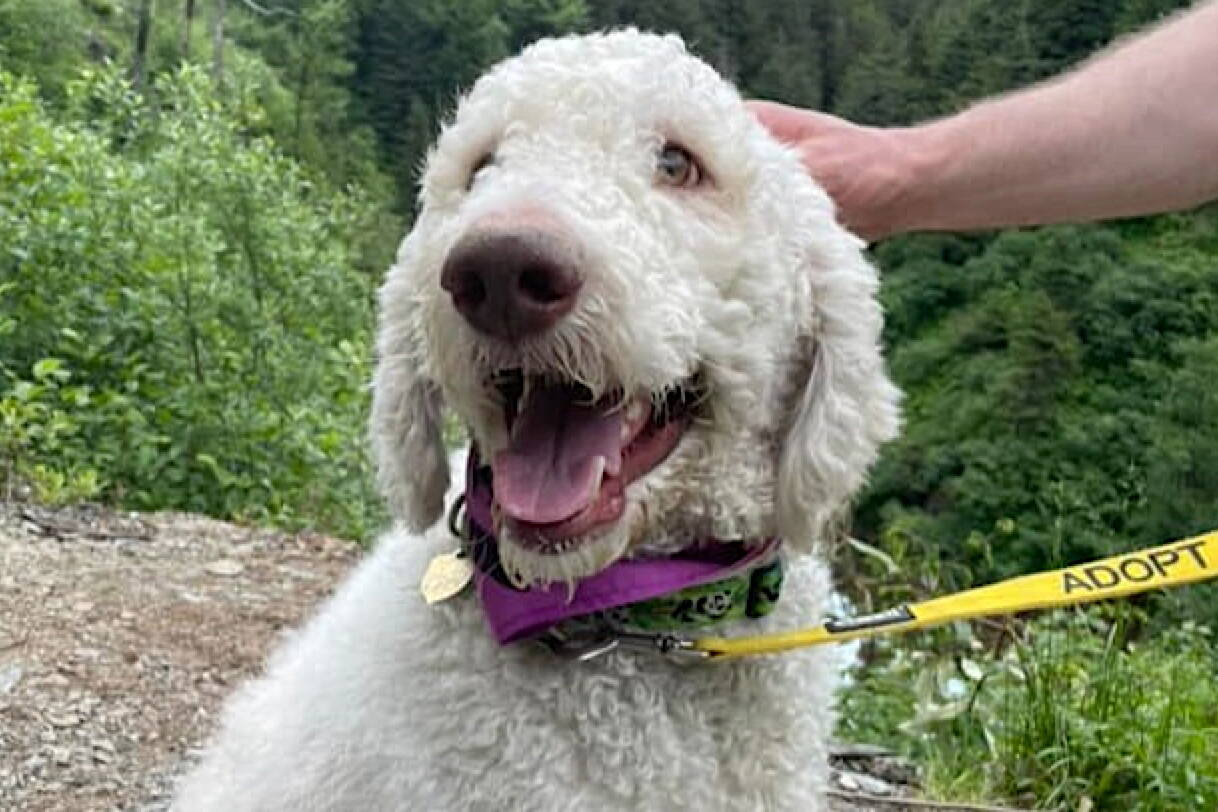 George, a two-year-old poodle in Juneau, is slated to receive cataracts surgery to restore his sight following a successful GoFundMe campaign that raised the necessary funds in less than 24 hours. (Courtesy of Angela Noon /GoFundMe)