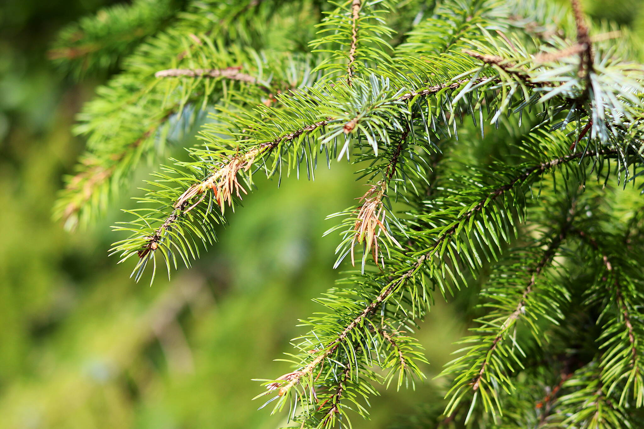 do pine needles hurt dogs