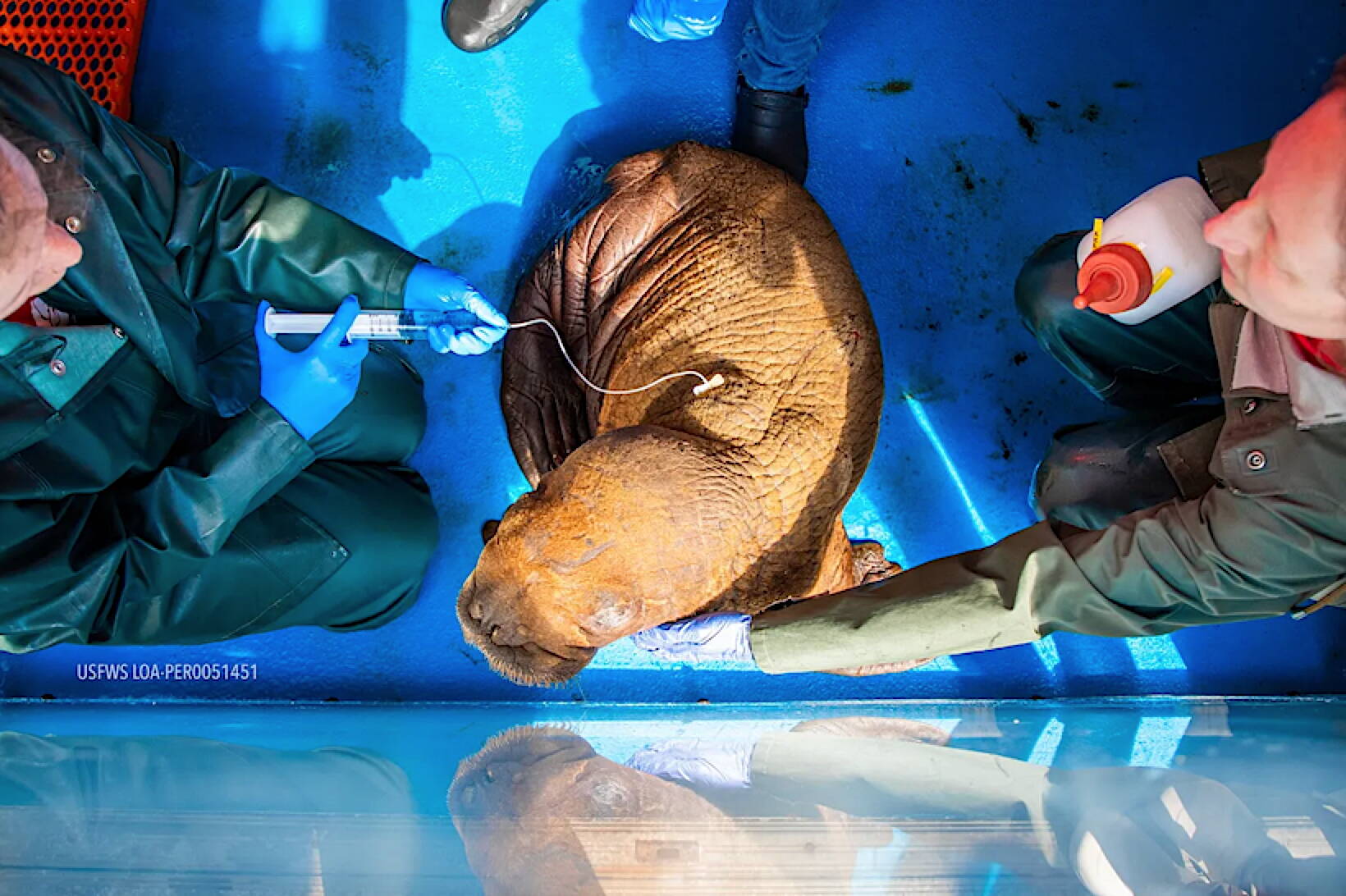 Alaska SeaLife Center staff give fluids to the dehydrated walrus calf. (Photo by Kaiti Grant/Alaska SeaLife Center)