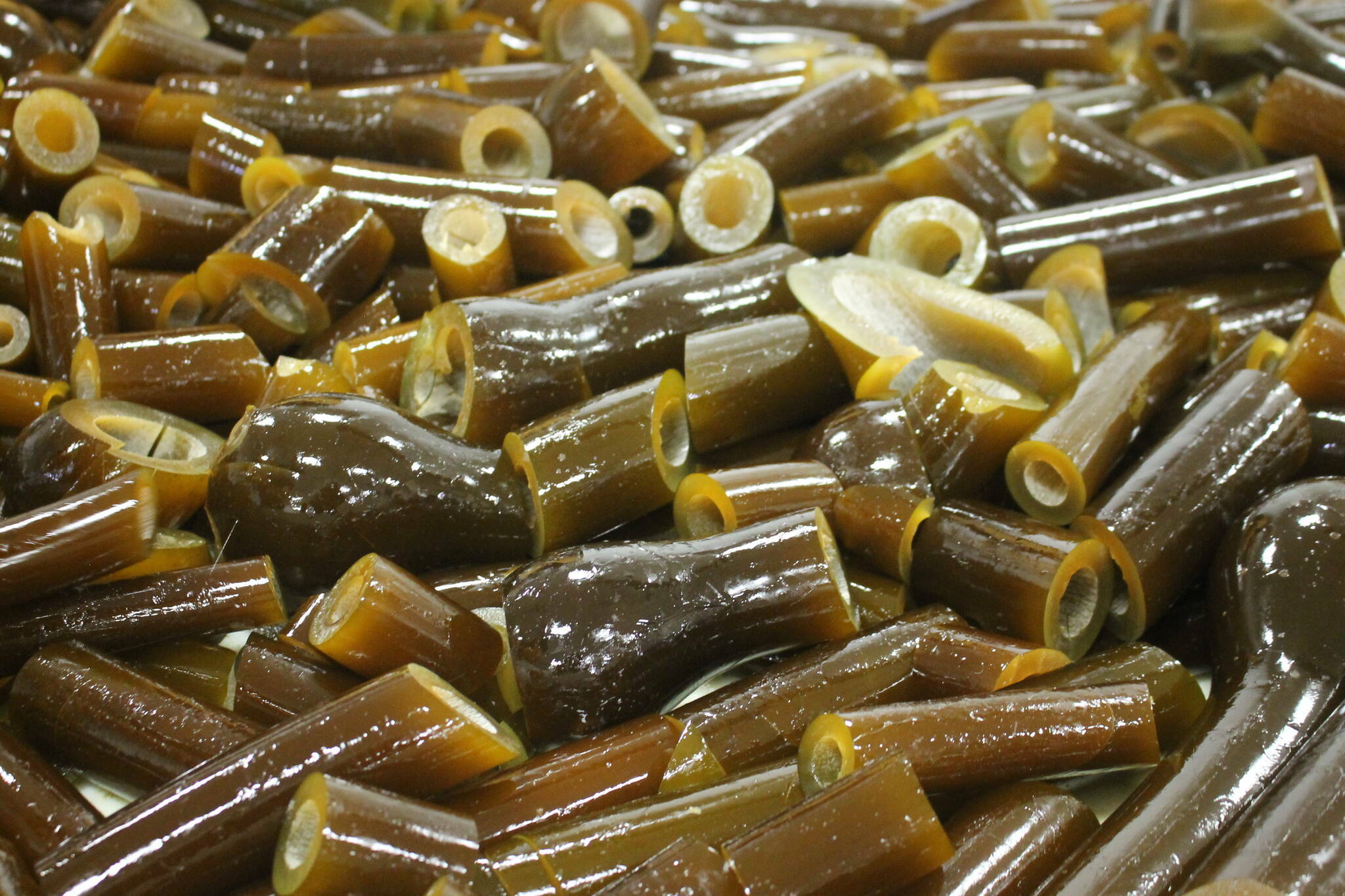 A bin of bull kelp sits beside the conveyer belt at Barnacle Foods. (Clarise Larson / Juneau Empire File)