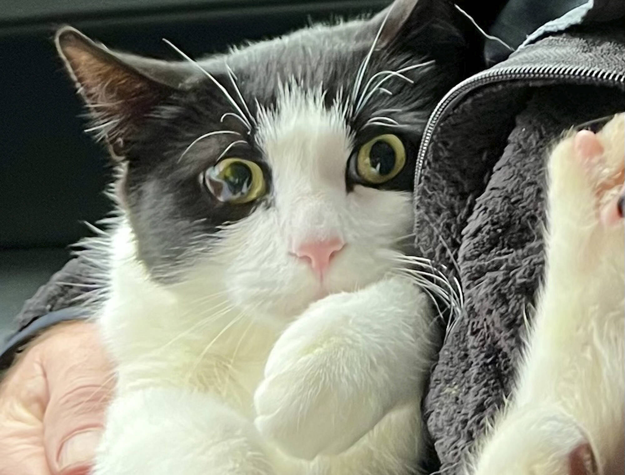 In this photo provided by Elizabeth Wilkins is Leo the cat on Aug. 31. Elizabeth Wilkins and her partner Tom Schwartz were reunited with Leo 26 days after their home collapsed Aug. 5 into the swollen Mendenhall River. (Elizabeth Wilkins via AP)