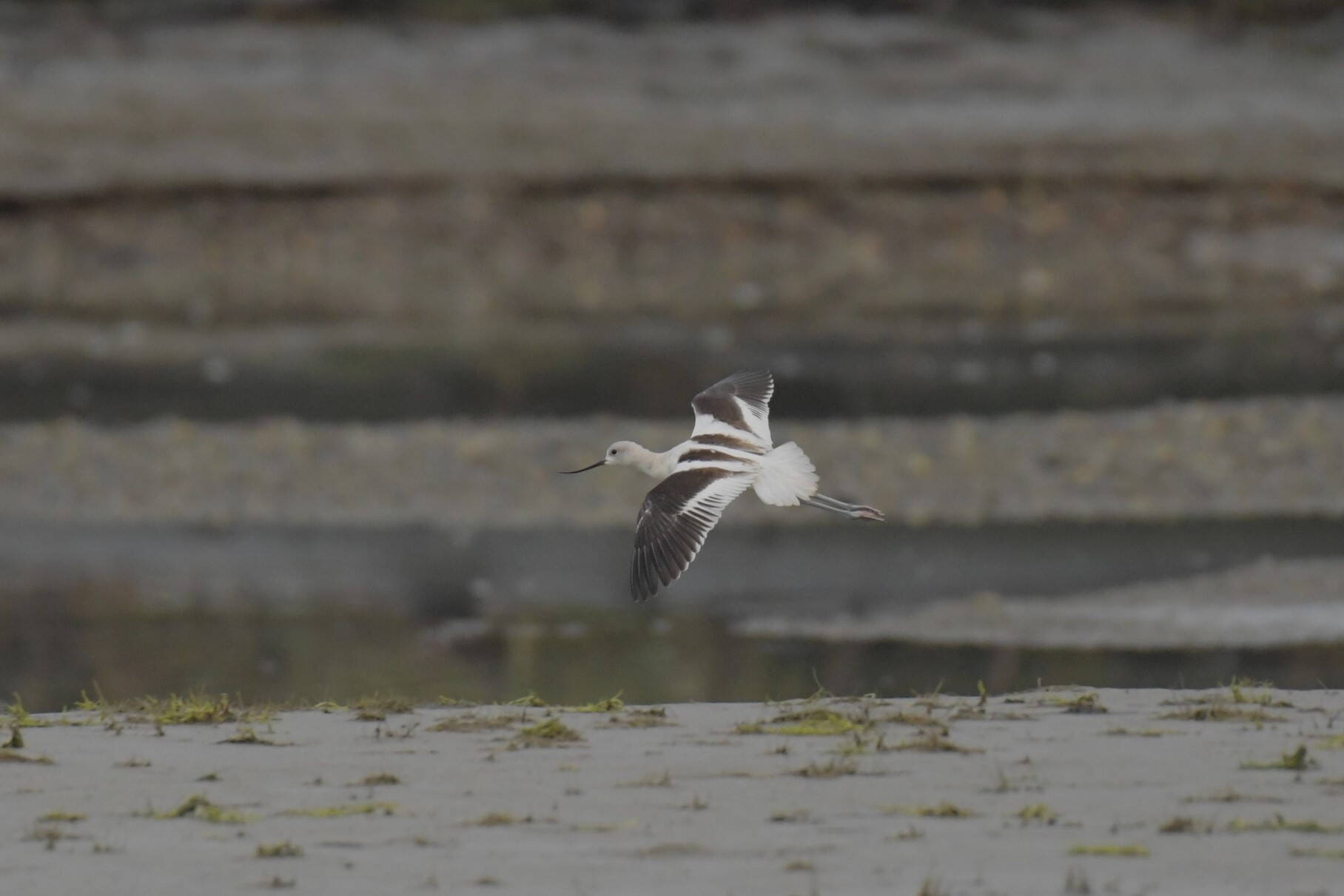 American avocet on the wetlands in September. (Photo by Kelly Kirkpatrick)