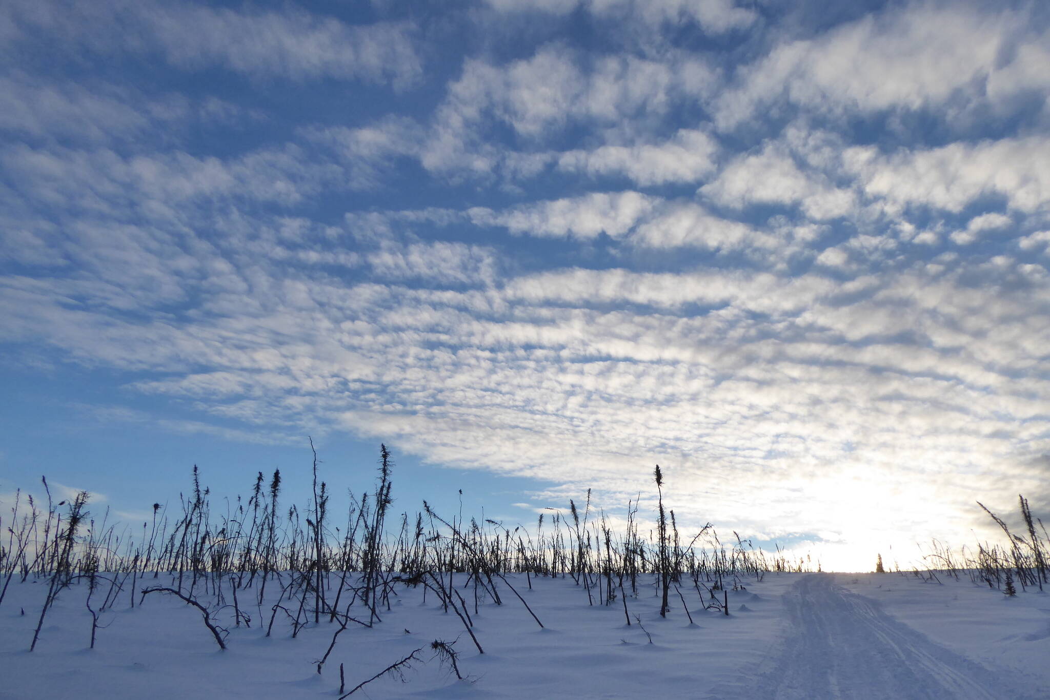 Trees living at their environmental limits in Alaska often preserve past climate clues in their tree rings. (Photo by Ned Rozell)