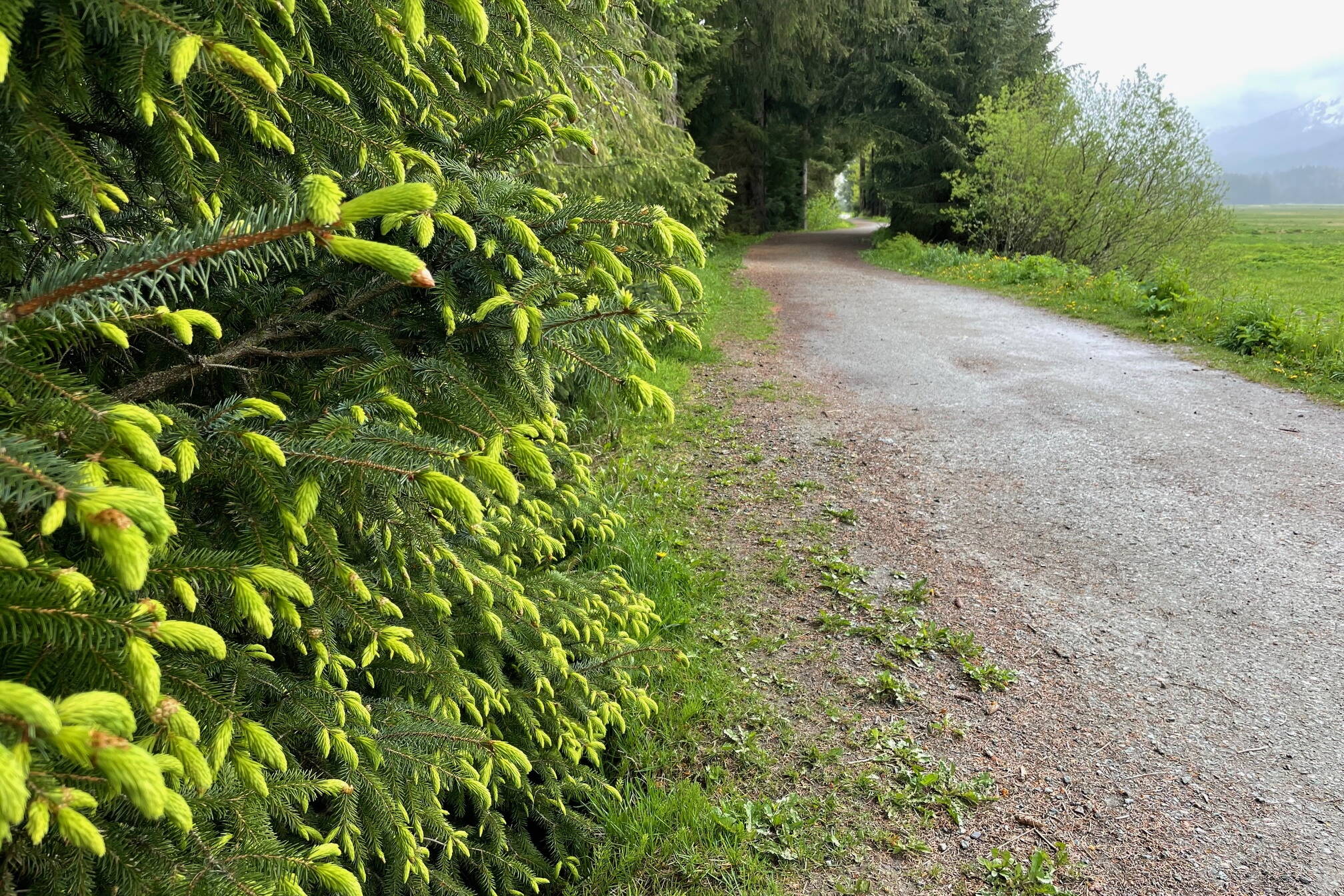 Spruce tips emerging on May 25 beside a Juneau trail. (Laurie Craig / Juneau Empire)