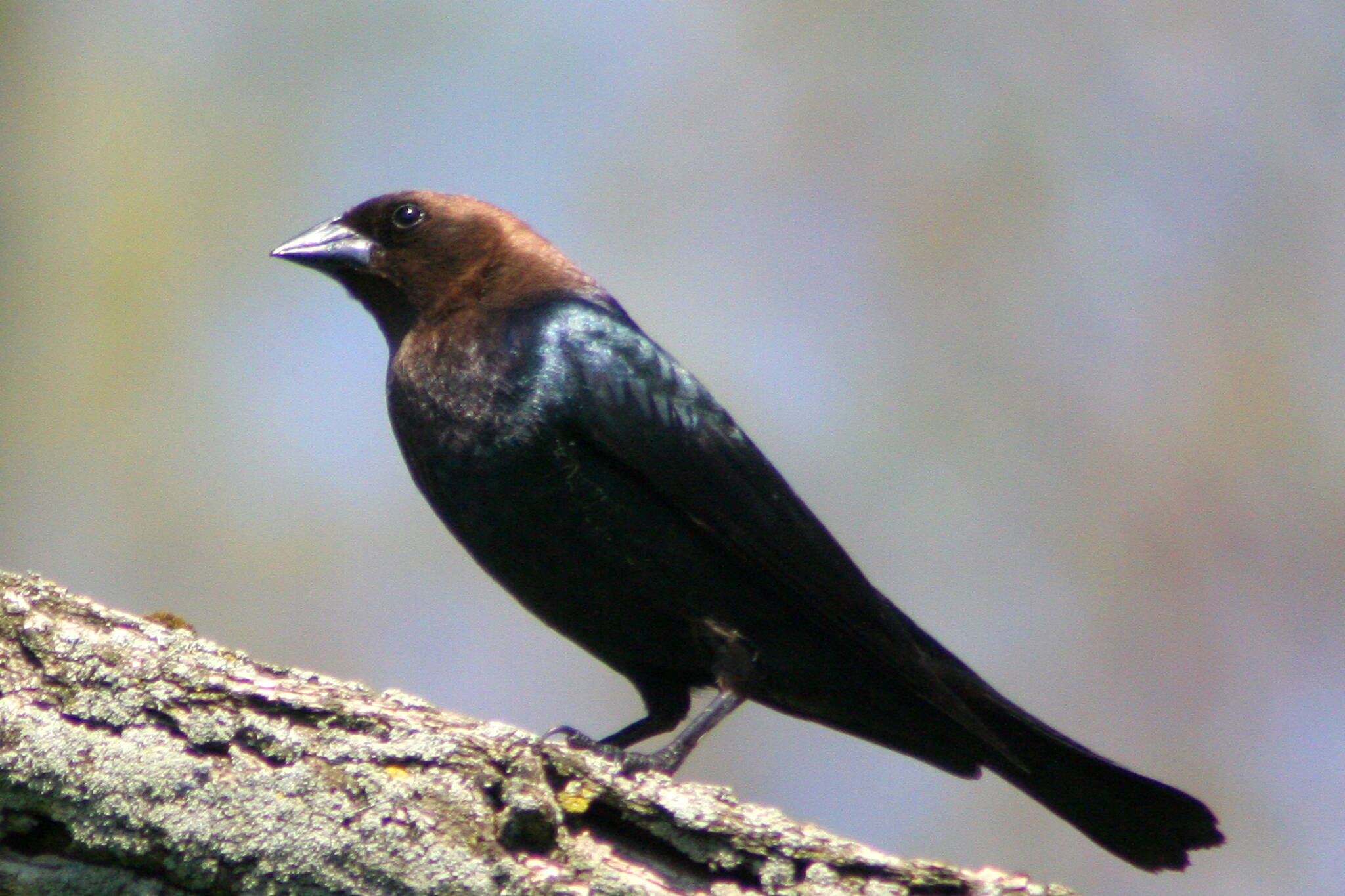 Brown-headed cowbirds are professional egg-dumpers, always parasitizing the nests of other species. (CC BY 2.0 public domain photo).