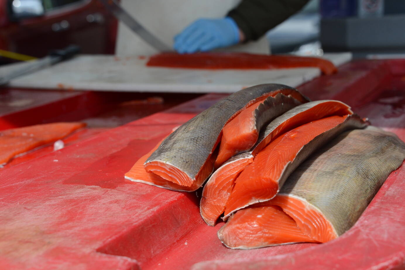 A pile of salmon awaits filleting on May 7, 2022, in Juneau. (James Brooks/Alaska Beacon)