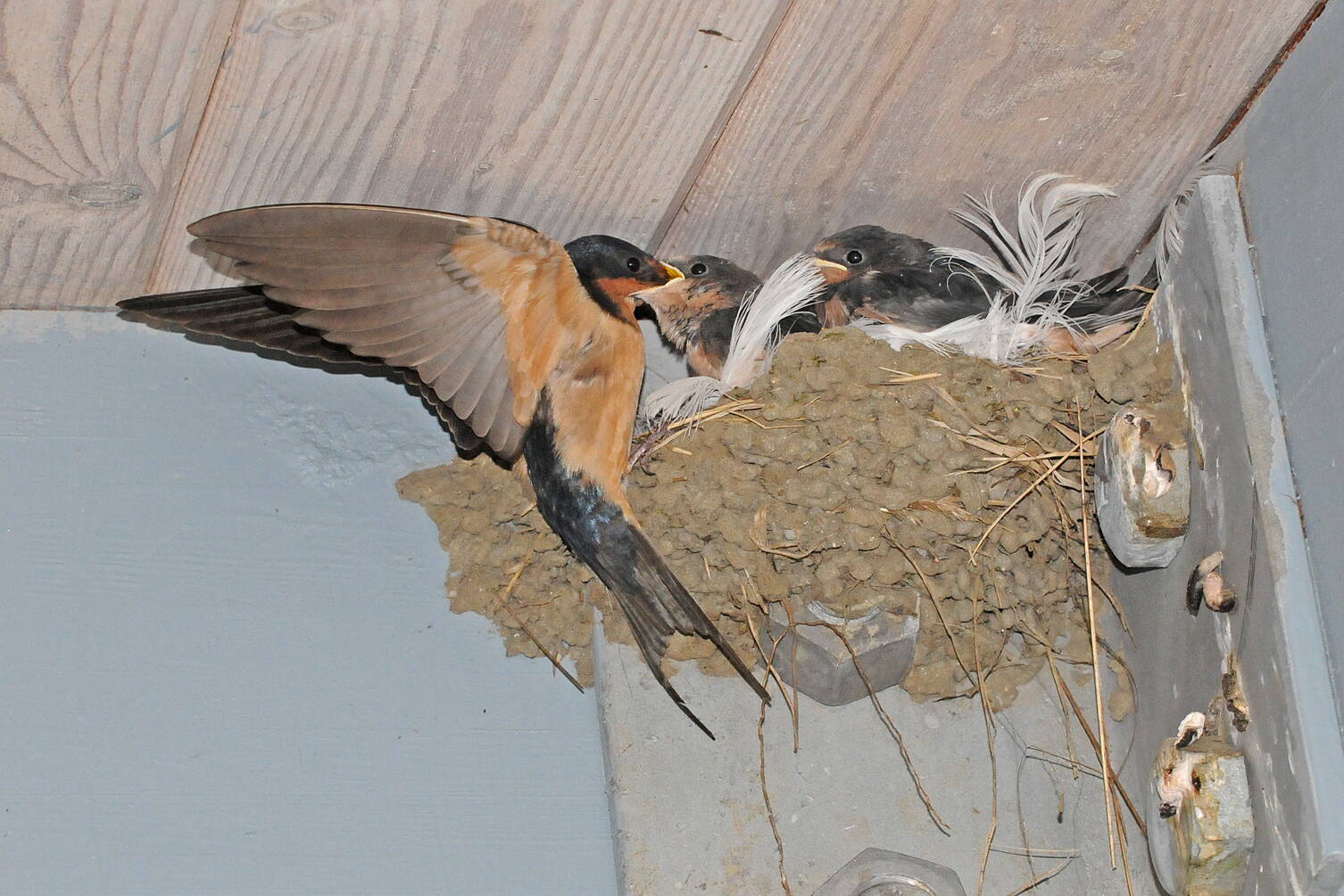 Barn swallows firmly attach their nests to walls, so they support the weight of nestlings and visiting adults.  (Photo by Bob Amrstrong)