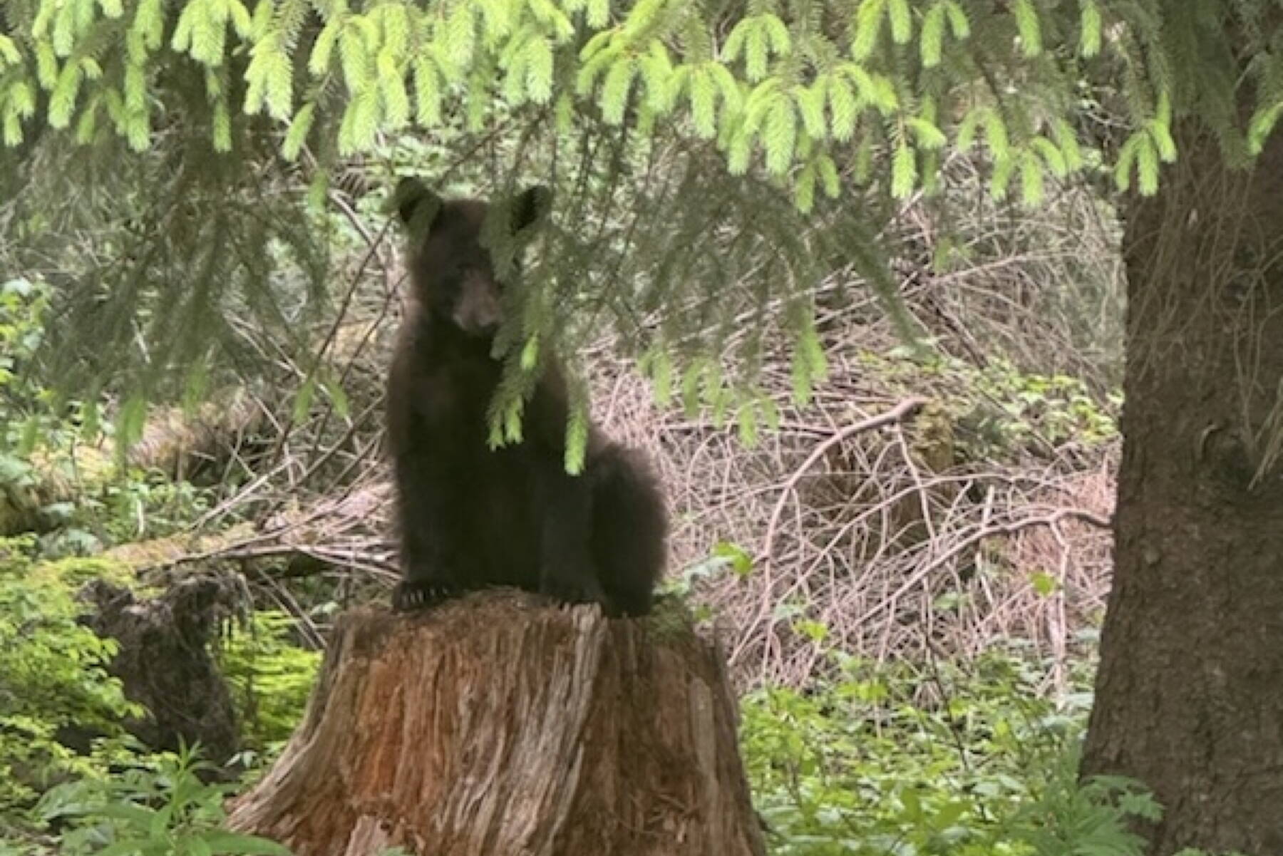 A yearling black bear waits for its mother to return. Most likely she won’t. This time of year juvenile bears are separated, sometimes forcibly, by their mothers as families break up during mating season. (Photo courtesy K. McGuire)