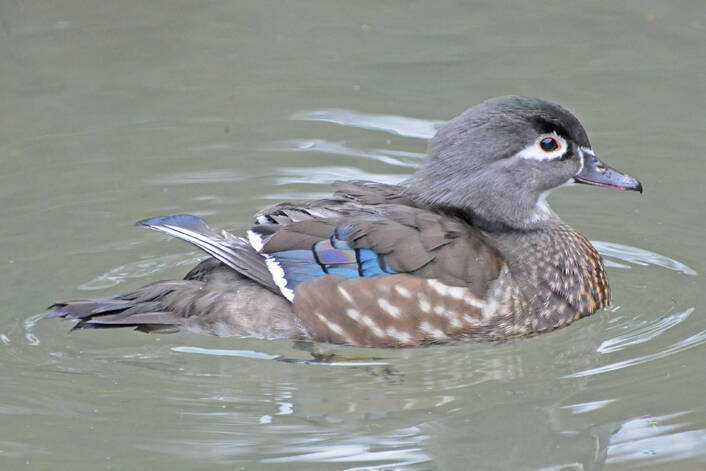 At least one female wood duck has invented a novel feeding technique. (Photo by Bob Armstrong)