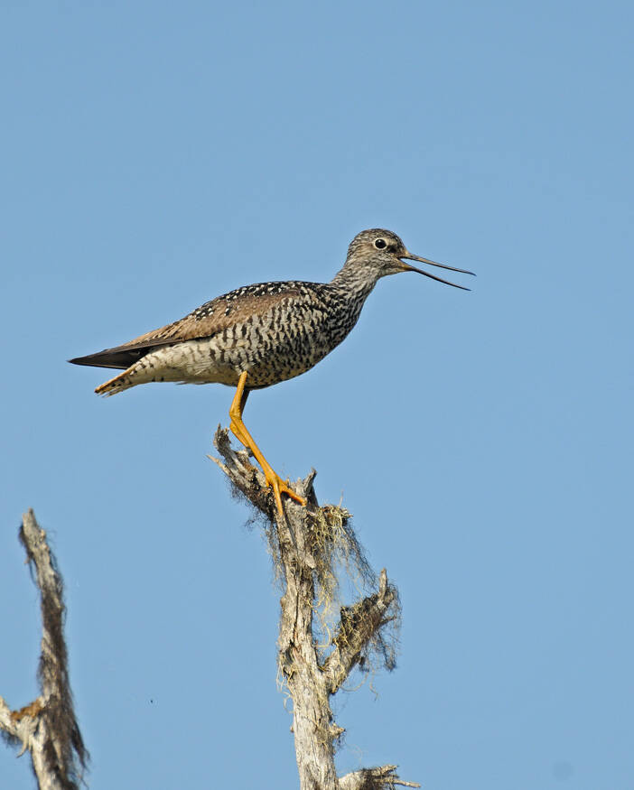 A greater yellowlegs protests disturbance in its nesting territory. (Photo by Bob Armstrong)