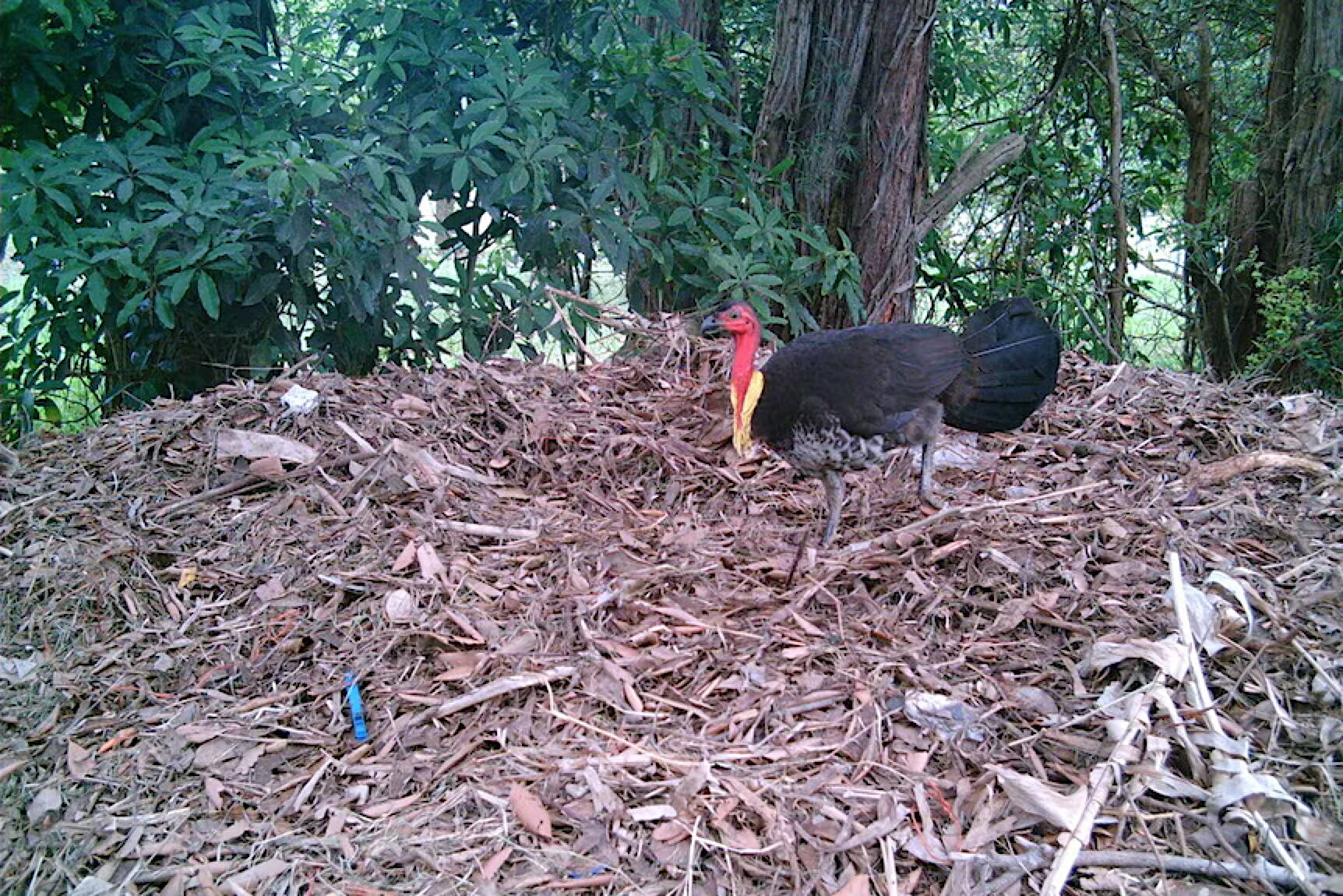 A brush turkey on a mound the size of a car (Flickr.com photo by Doug Beckers /CC-BY-SA-2.0)