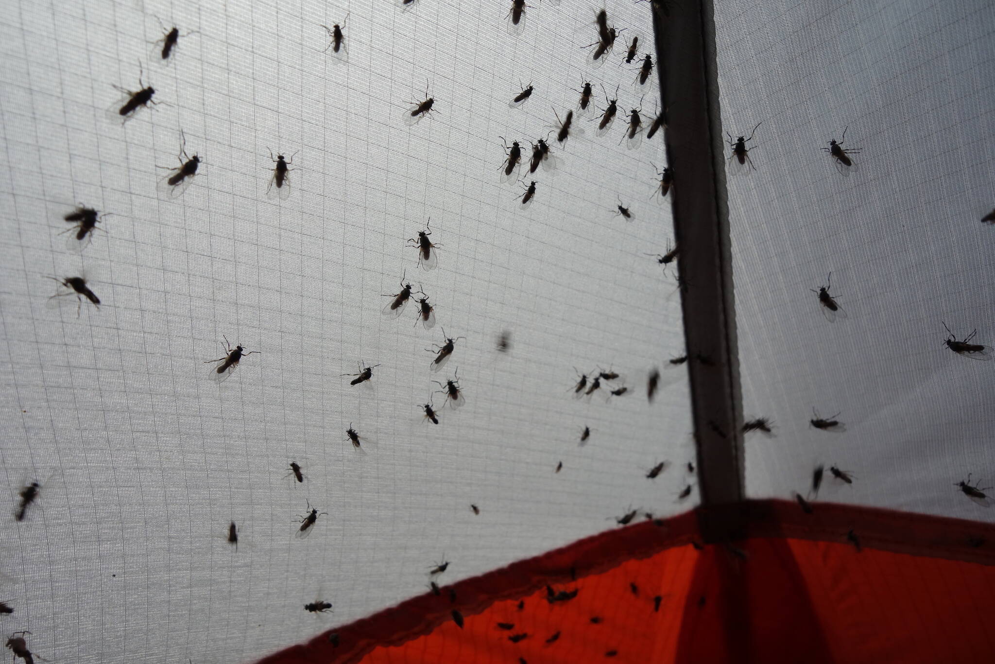 Insects like these flies clinging to a tent seem to be in ample supply in Alaska’s boreal forest. (Photo by Ned Rozell)