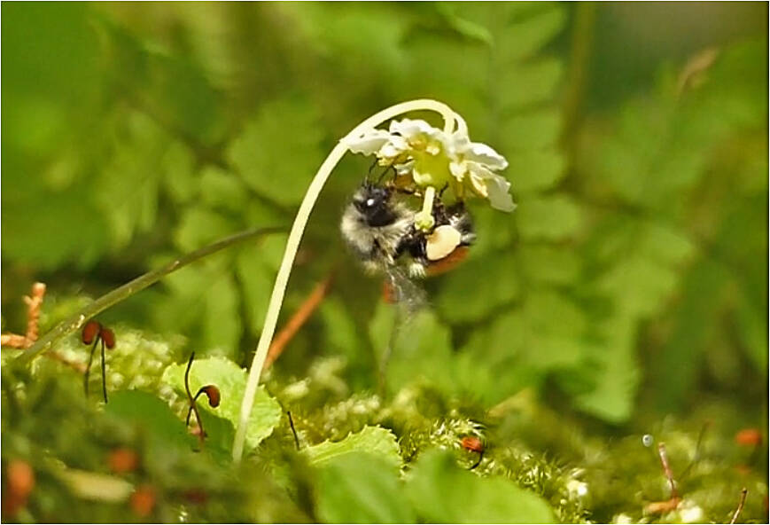 A bumblebee pollinates the flower of shy maiden, which will turn upward soon afterward. (Photo by Bob Armstrong)