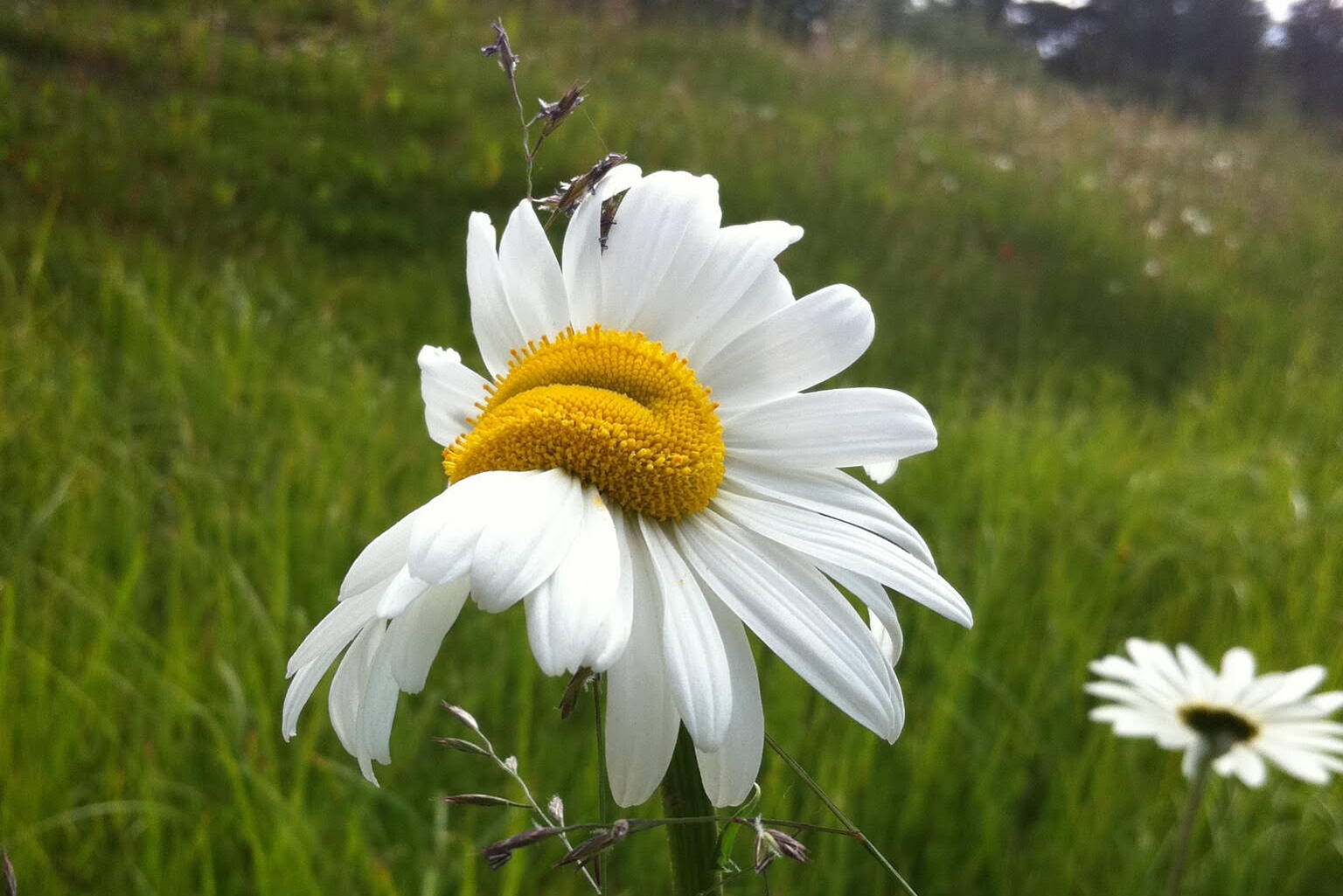 A roadside daisy displays a fasciated center. (Photo by Deana Barajas)
