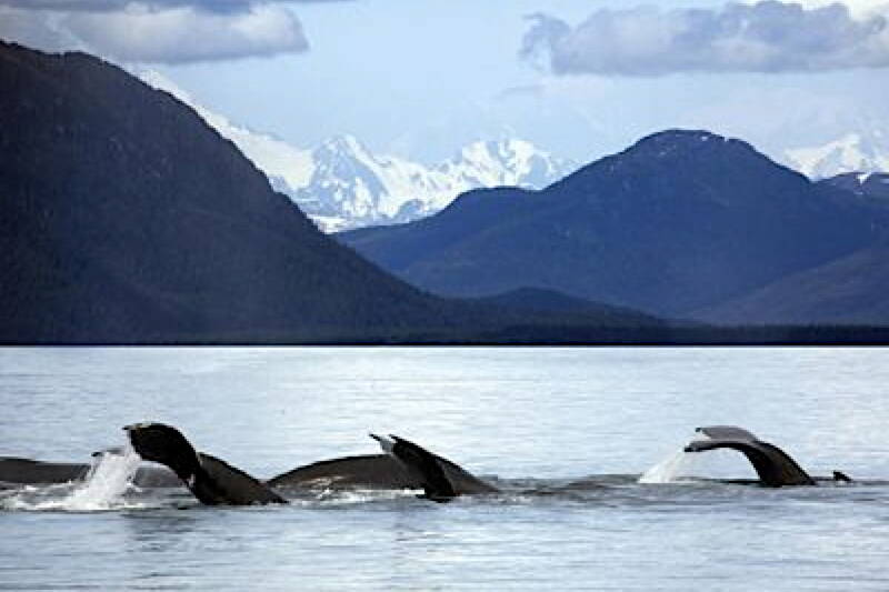 Whales in Glacier Bay on July 17, 2009. The National Park Service has issued its first whale waters alert of the season, slowing boats through areas where whales have been observed feeding. (Courtesy/Christopher Michael, Wikimedia Commons)