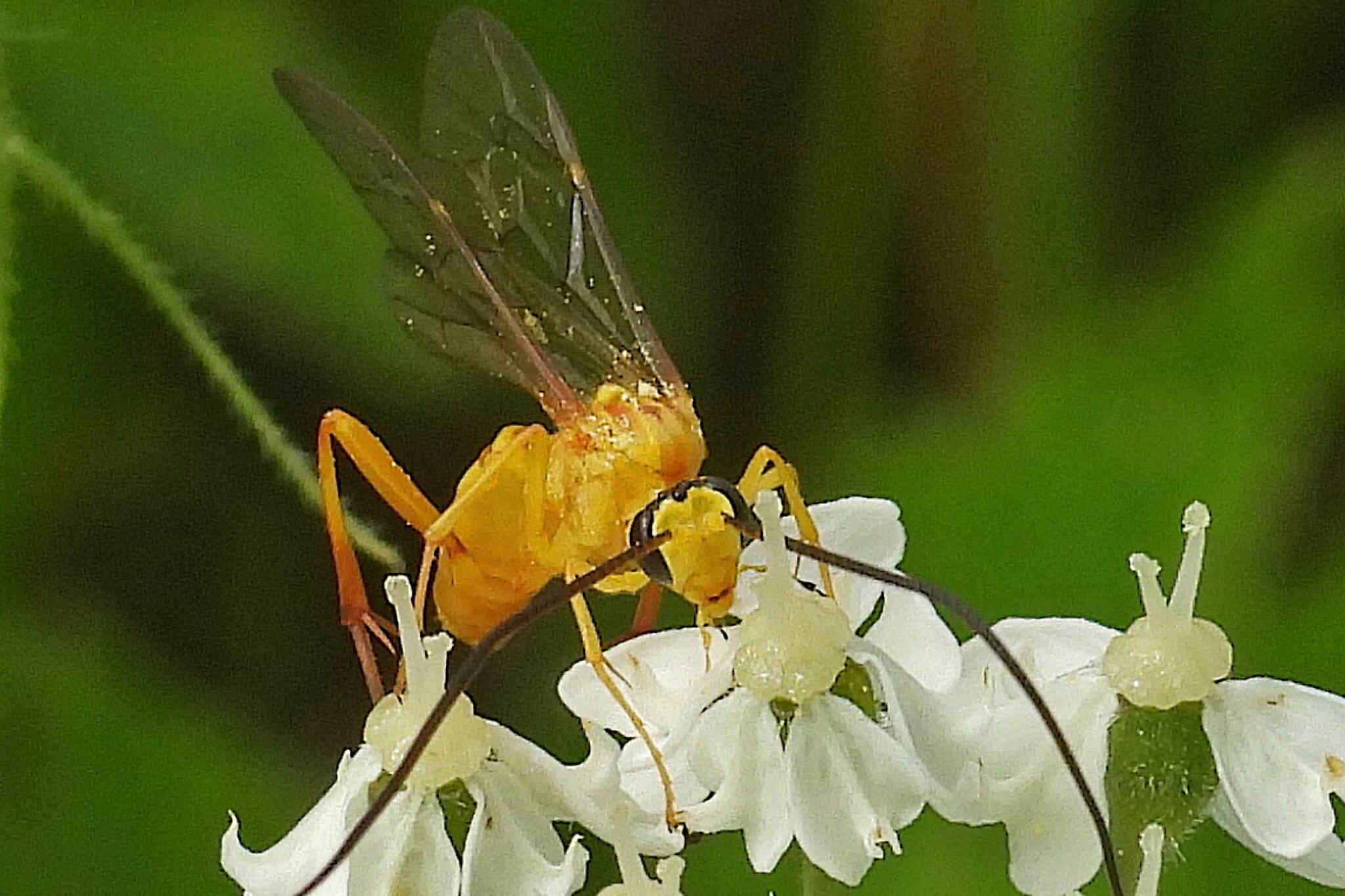 A common aerial wasp forages on cow parsnip flowers. (Photo by Bob Armstrong)