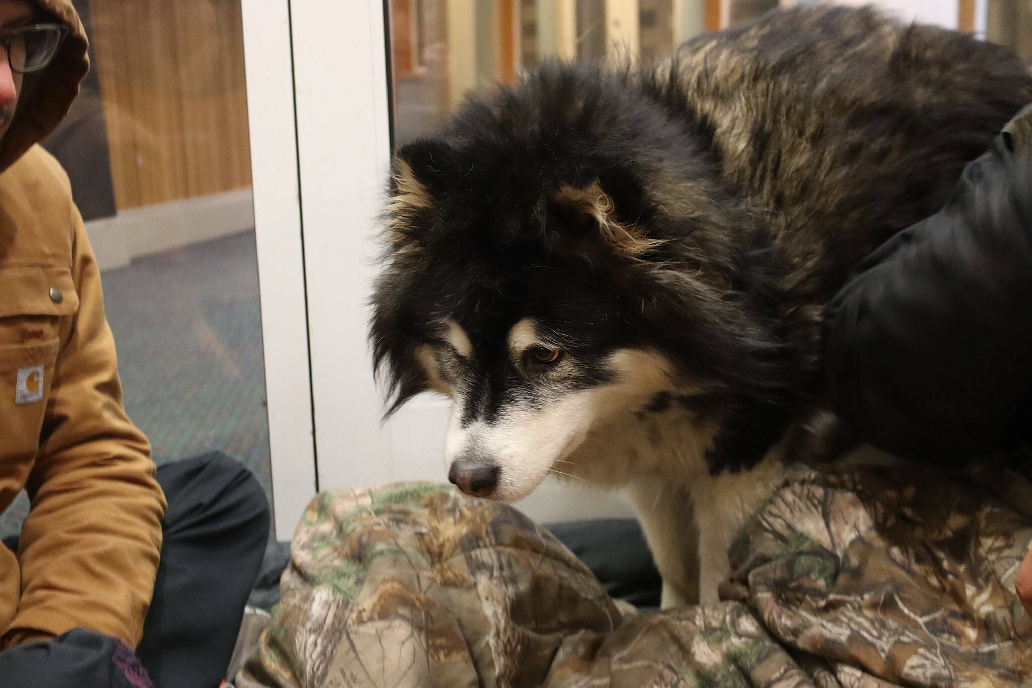 Juno, a canine companion to local resident Steven Kissack, is rousted from her slumber by the approach of another dog at the sheltered entrance of a building on Front Street on Dec. 24, 2023. (Mark Sabbatini / Juneau Empire file photo)