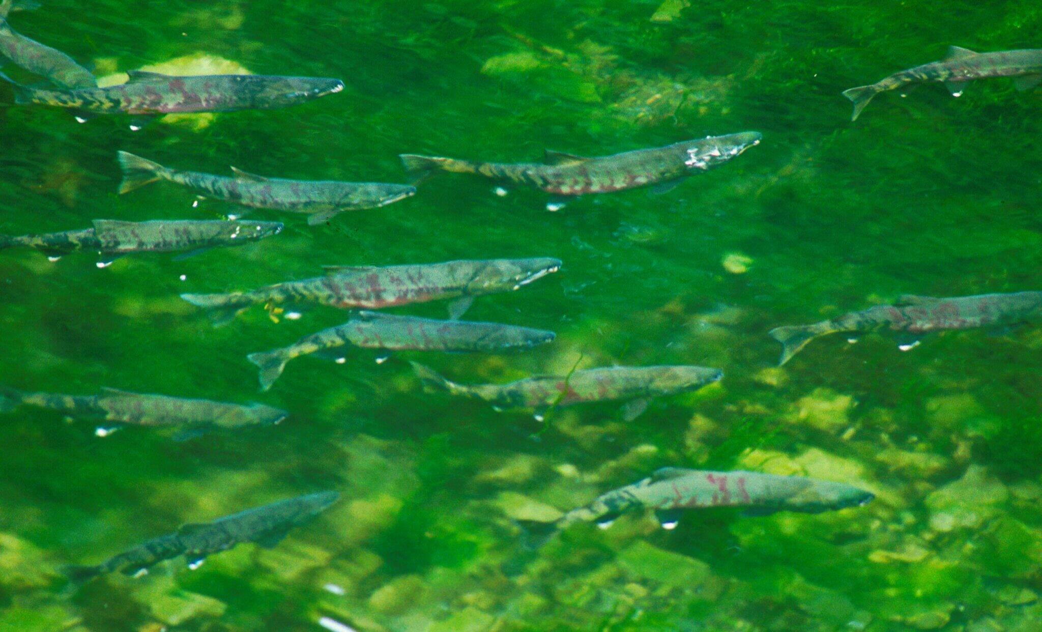 Spawning chum salmon swim in 1990 in Kitoi Bay near Kodiak. A newly released task force report says research should be conducted in a holistic way that considers the complete life cycles and geographic ranges of salmon runs. (David Csepp/NOAA Alaska Fisheries Science Center)