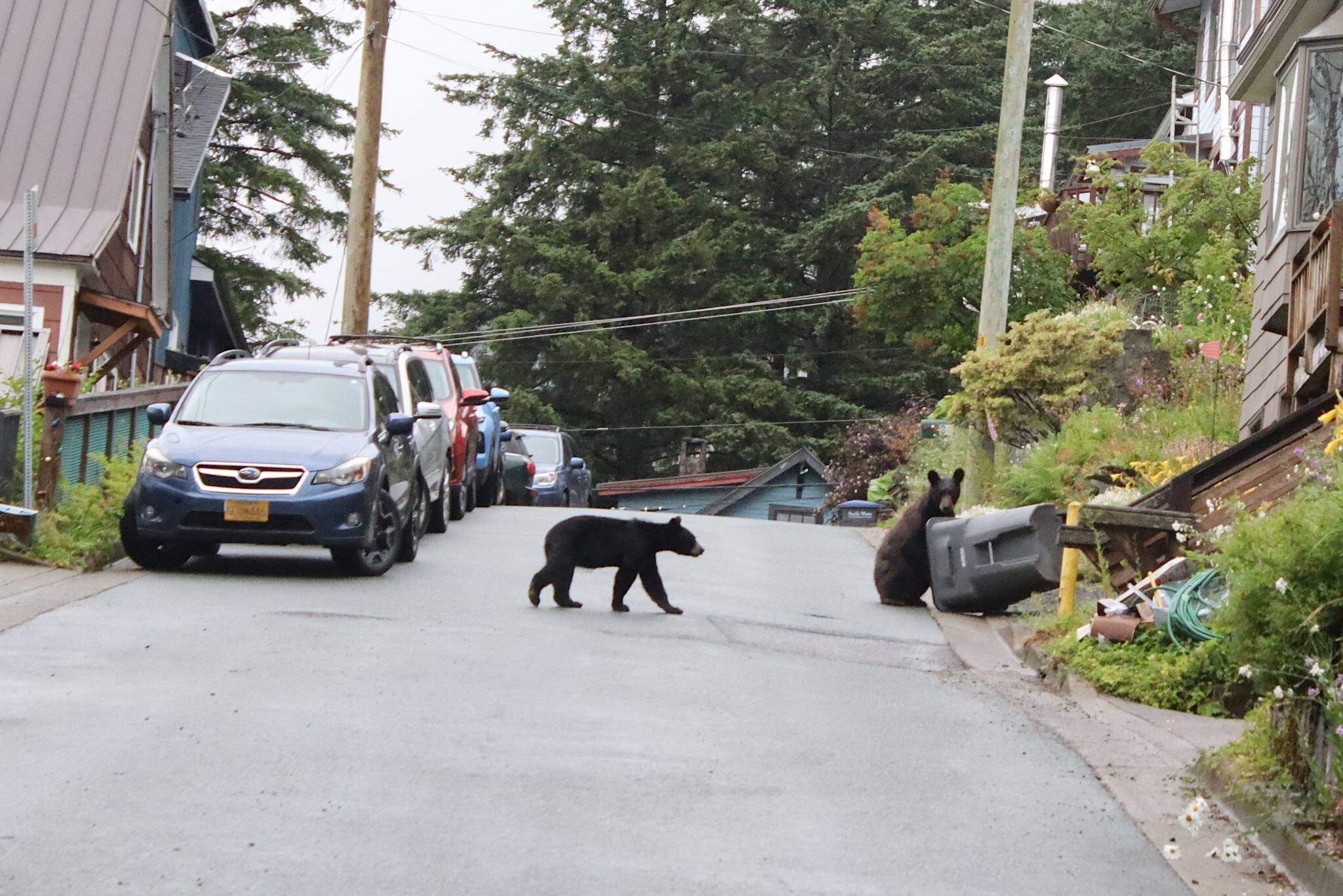 A mother bear and a cub try to get into a trash can on a downtown street on July 2, 2024. Two male bears were euthanized in a different part of downtown Juneau on Wednesday because they were acting aggressively near garbage cans, according to the Alaska Department of Fish and Game. (Mark Sabbatini / Juneau Empire file photo)