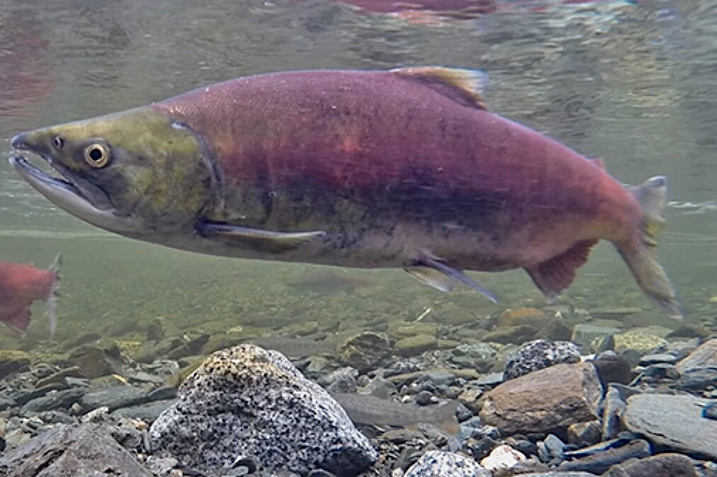 A male sockeye salmon makes its way upstream. (Photo by Bob Armstrong)