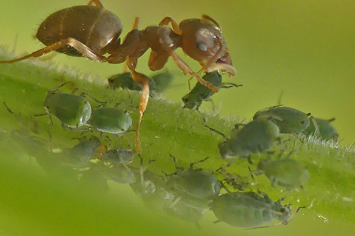 A red ant stimulates aphid to produce honeydew. (Photo by Bob Armstrong)
