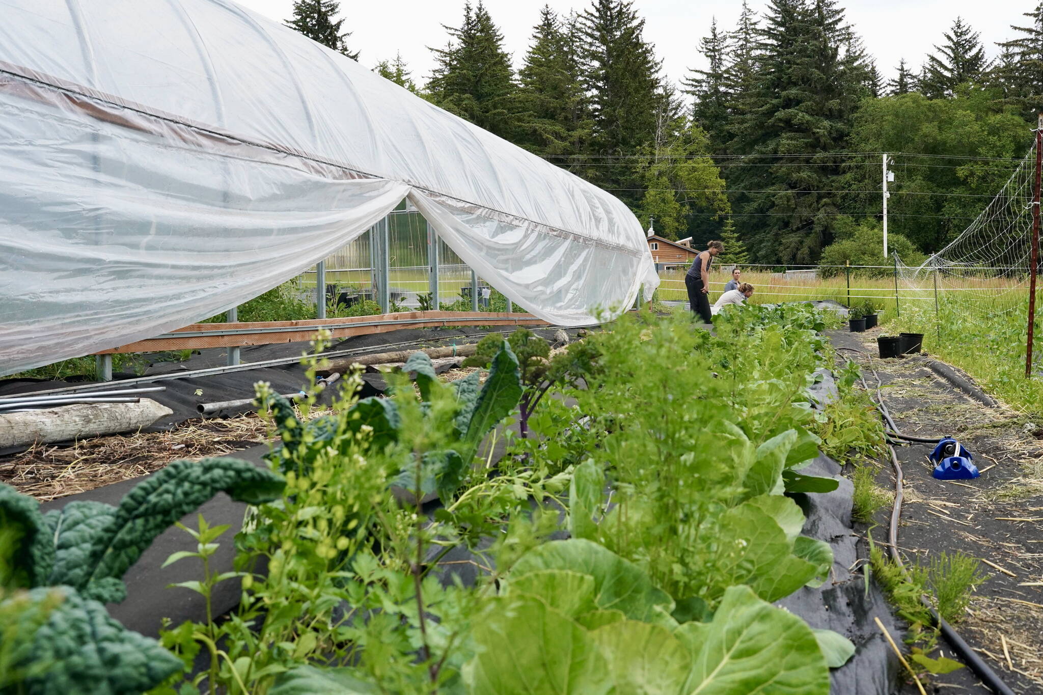 In 2024, the work of the Lynn Canal Food Web expanded into an additional community garden located in Deishú Haines using plants and seeds from the Victory Garden at Xunt’i Áa Mosquito Lake. Pictured, Erika Merklin and Liz Landes tend to the Henderson field property. Landes is funded to manage site development for the year through an additional USDA Southeast Alaska Sustainability mini-grant made available by Southeast Conference demonstrating how USDA funding continues to develop new leadership in local communities. (Photo by Shaelene Grace Moler)