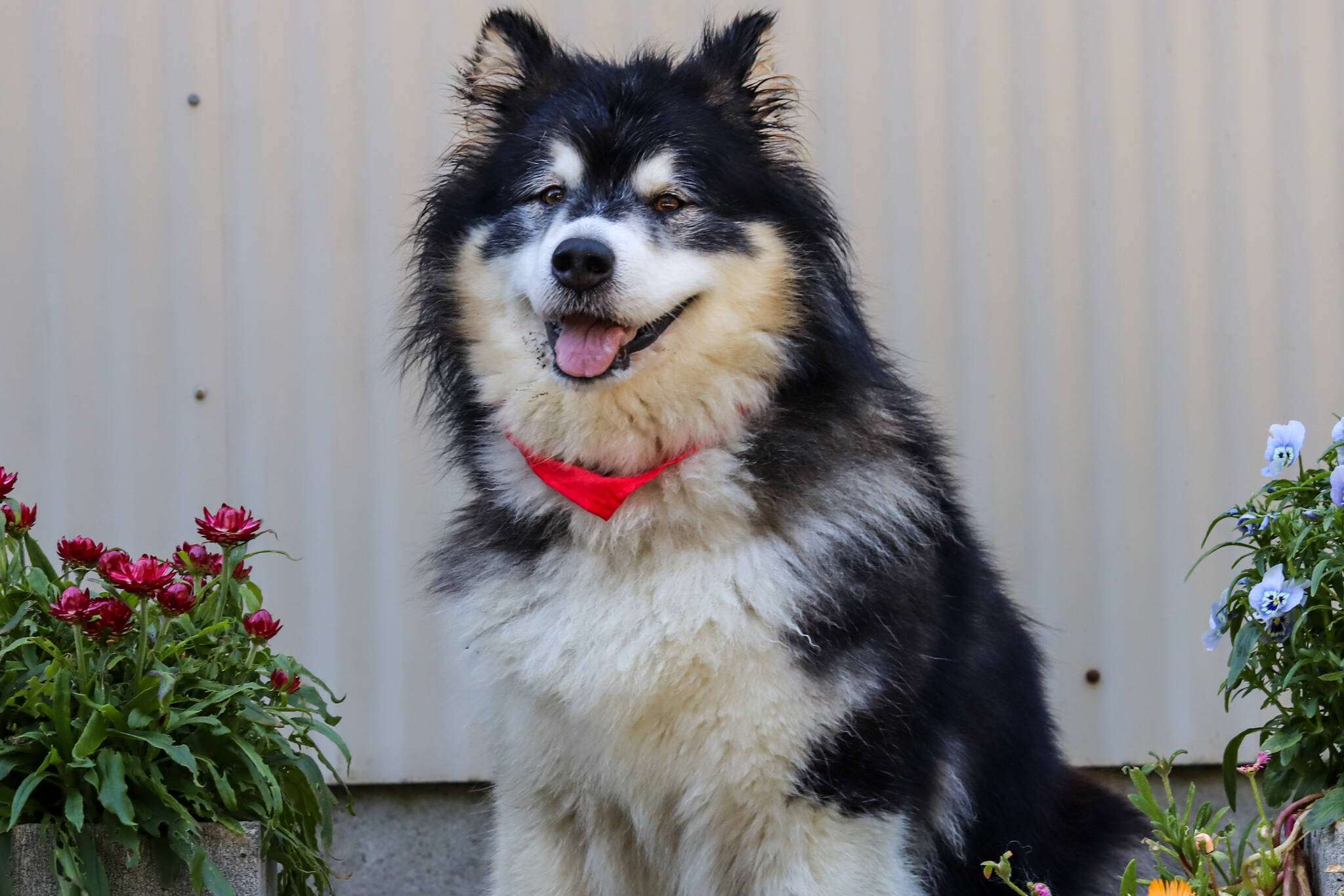 Juno, a 7-year-old Siberian Husky and Alaskan Malamute mix, is officially up for adoption through Juneau Animal Rescue as of Monday. (Jasz Garrett / Juneau Empire)