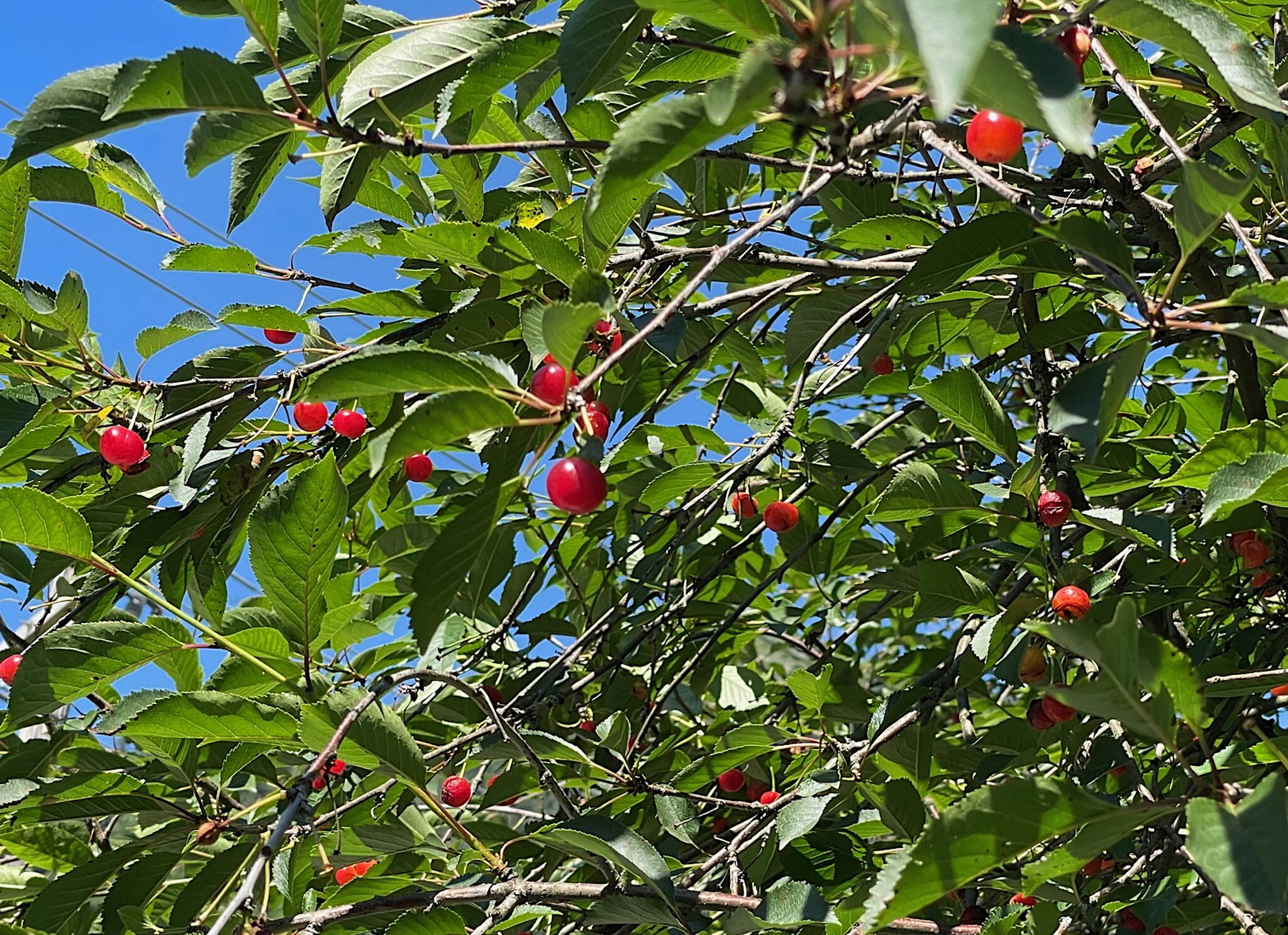 Bright red fruit hang from a cherry tree in the Casey-Shattuck Addition in downtown Juneau. The compact neighborhood of small homes is roughly defined by 12th Street, Glacier Avenue, Eighth Street and Calhoun Avenue. It was platted in 1913. (Laurie Craig / Juneau Empire)