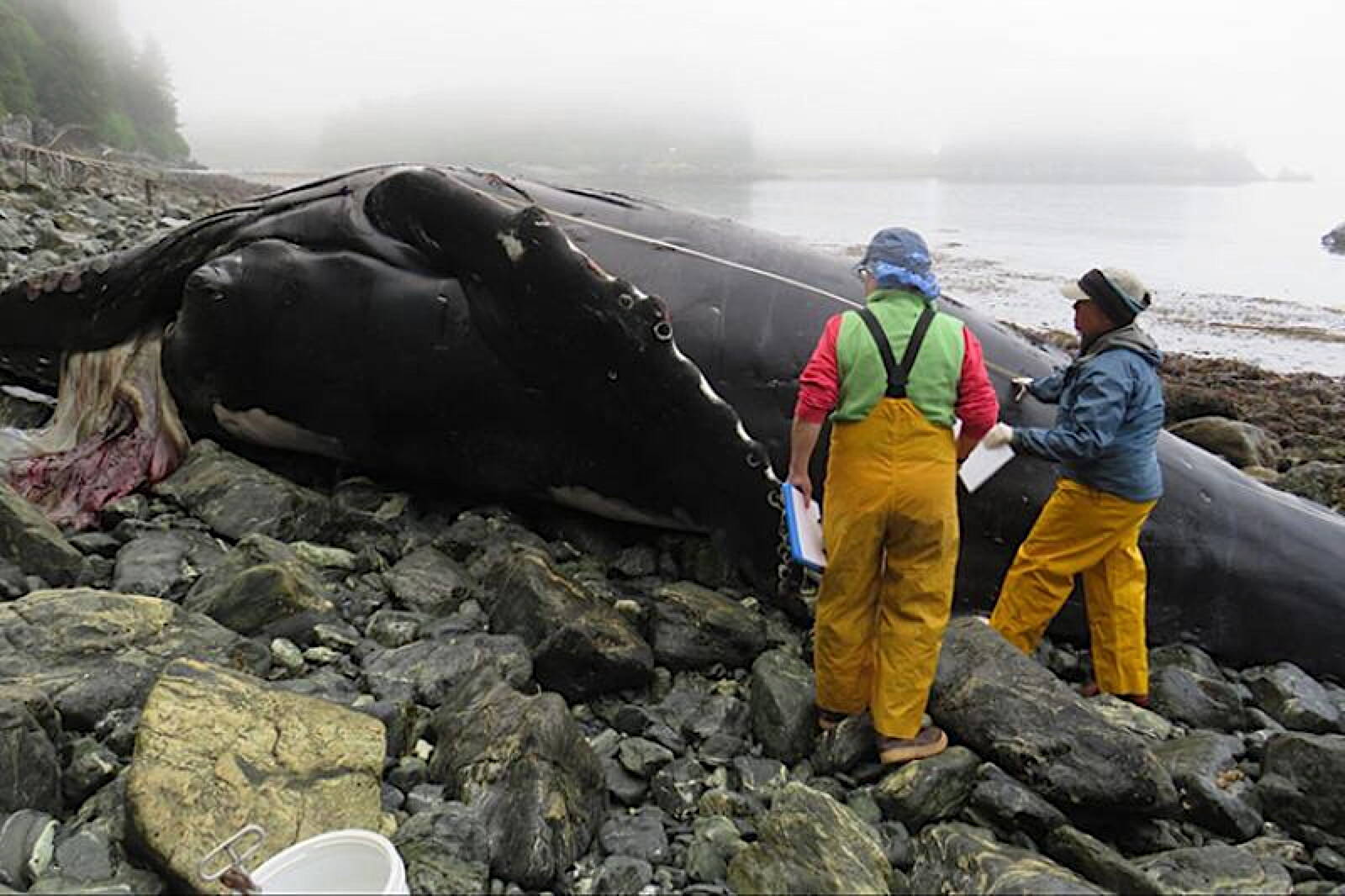 Alaska Stranding Network members examined a young male humpback whale on July 8, 2024 near Elfin Cove. Members included a veterinarian with Alaska Veterinary Pathology Services and a biologist with Glacier Bay National Park. (Photo courtesy Alaska Veterinary Pathology Services)