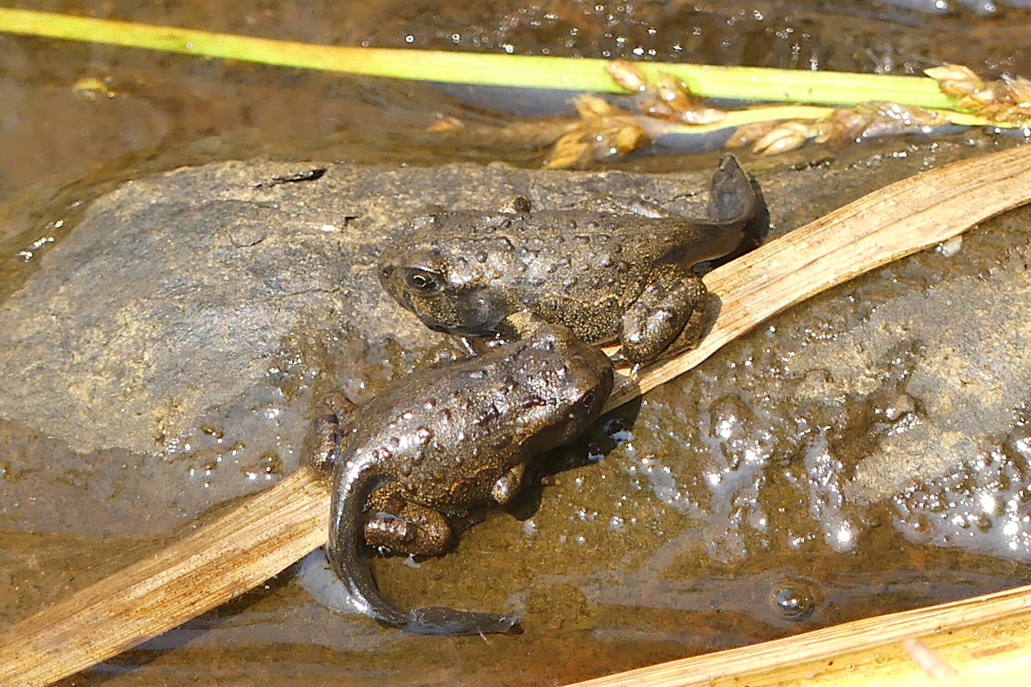 Recently emerged toadlets still have their tadpole tails. (Photo by Bob Armstrong).