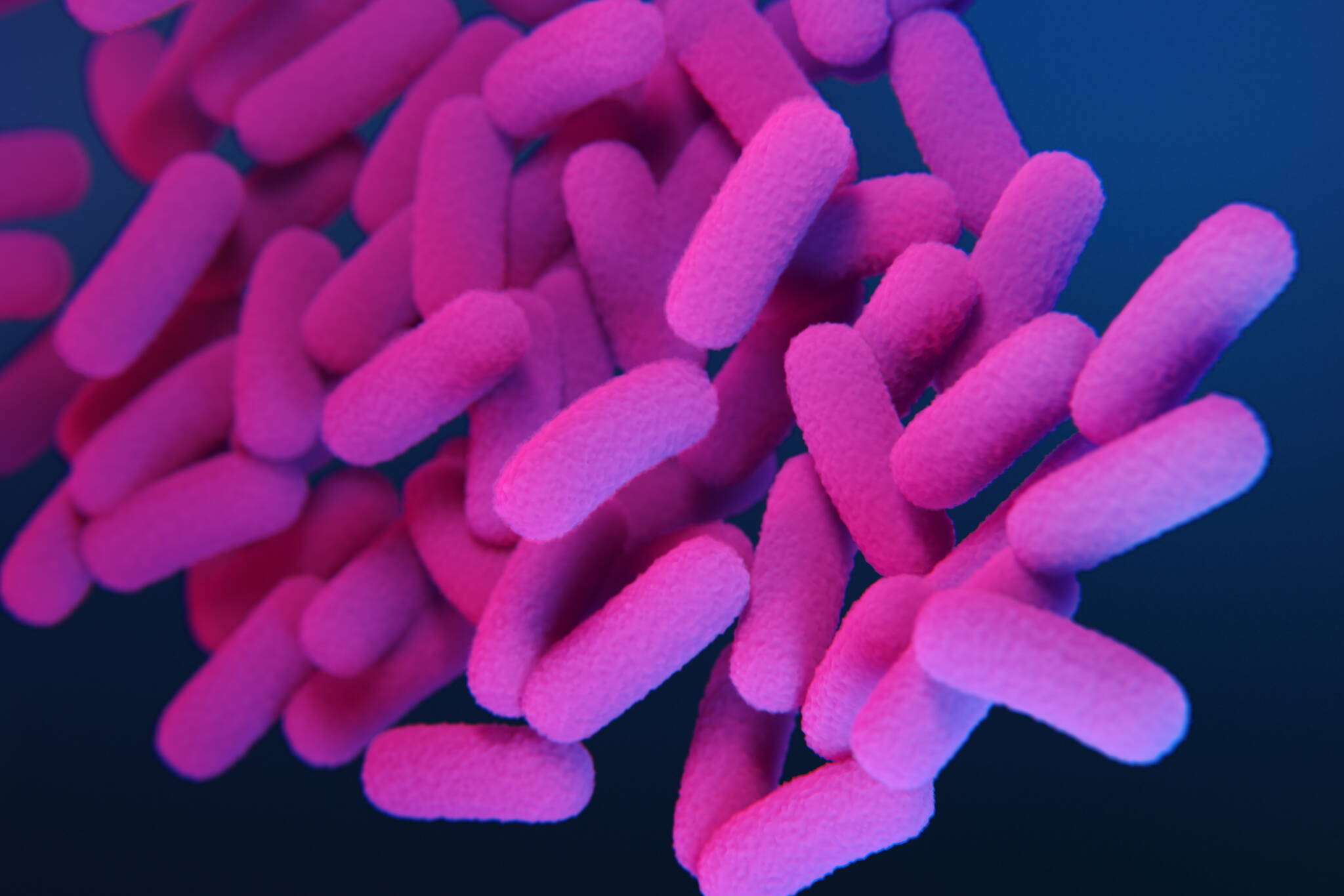 Bordetella pertussis, the bacteria that causes the disease pertussis, is show in this 2019 medical illustration based on microscopic images. This image, in a Centers for Disease Control and Prevention publication on antibiotic resistance threats, shows a strain that has developed a resistance to drugs used to treat the disease. Pertussis cases are rising in Alaska and nationwide following a lull during the COVID-19 pandemic. (Image by Dan Higgins/Provided by U.S. Centers for Disease Control and Prevention)