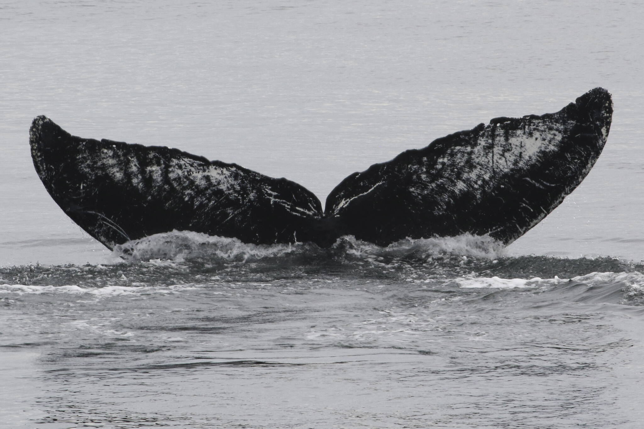 In a photo provided by Adam Pack and NOAA, the humpback whale Old Timer is seen in Frederick Sound in Southeast Alaska, on July 29, 2024. Old Timer, a male first photographed in 1972, was spotted last month near Alaska, enduring in the Pacific Ocean while some other humpbacks have struggled in a changing environment. (Adam Pack/NOAA via The New York Times)