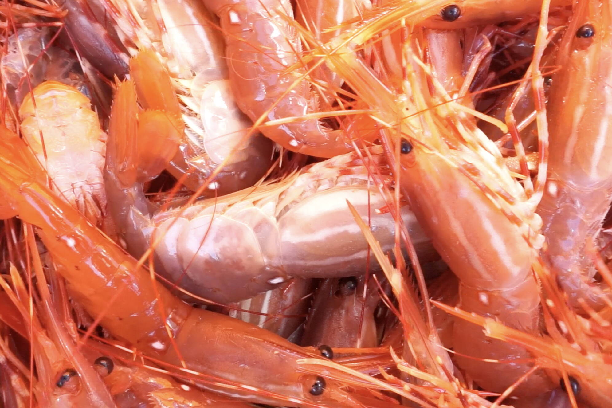 For the author the suspense of checking shrimp pots begins with finding the buoy, not pulling the pot. (Screenshot from video by Jeff Lund)