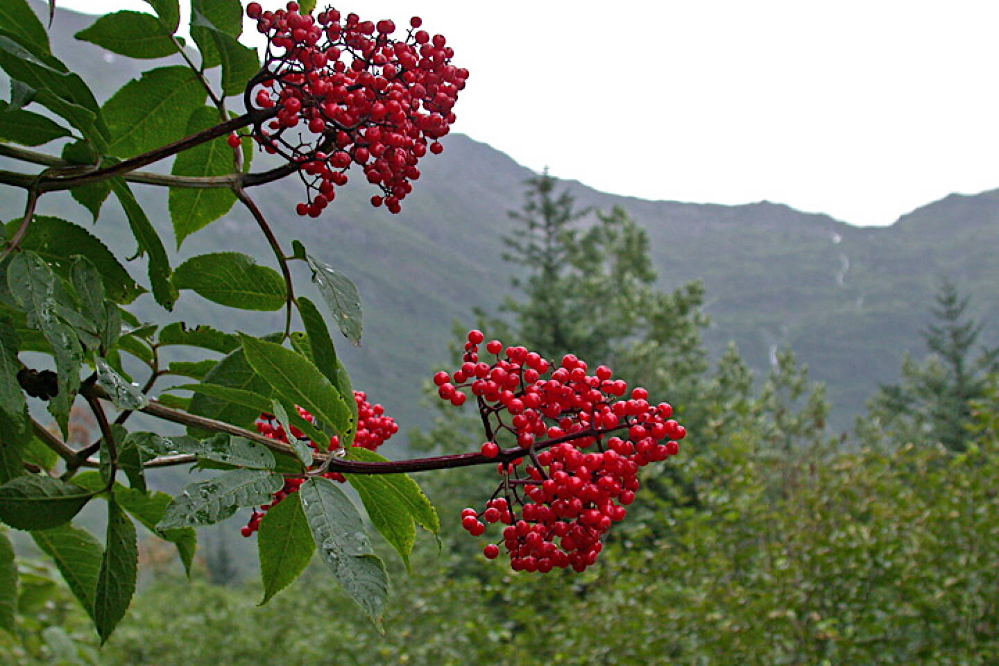 Red elderberry is toxic to humans, but birds consume the fruits readily. (Photo by Bob Armstrong)