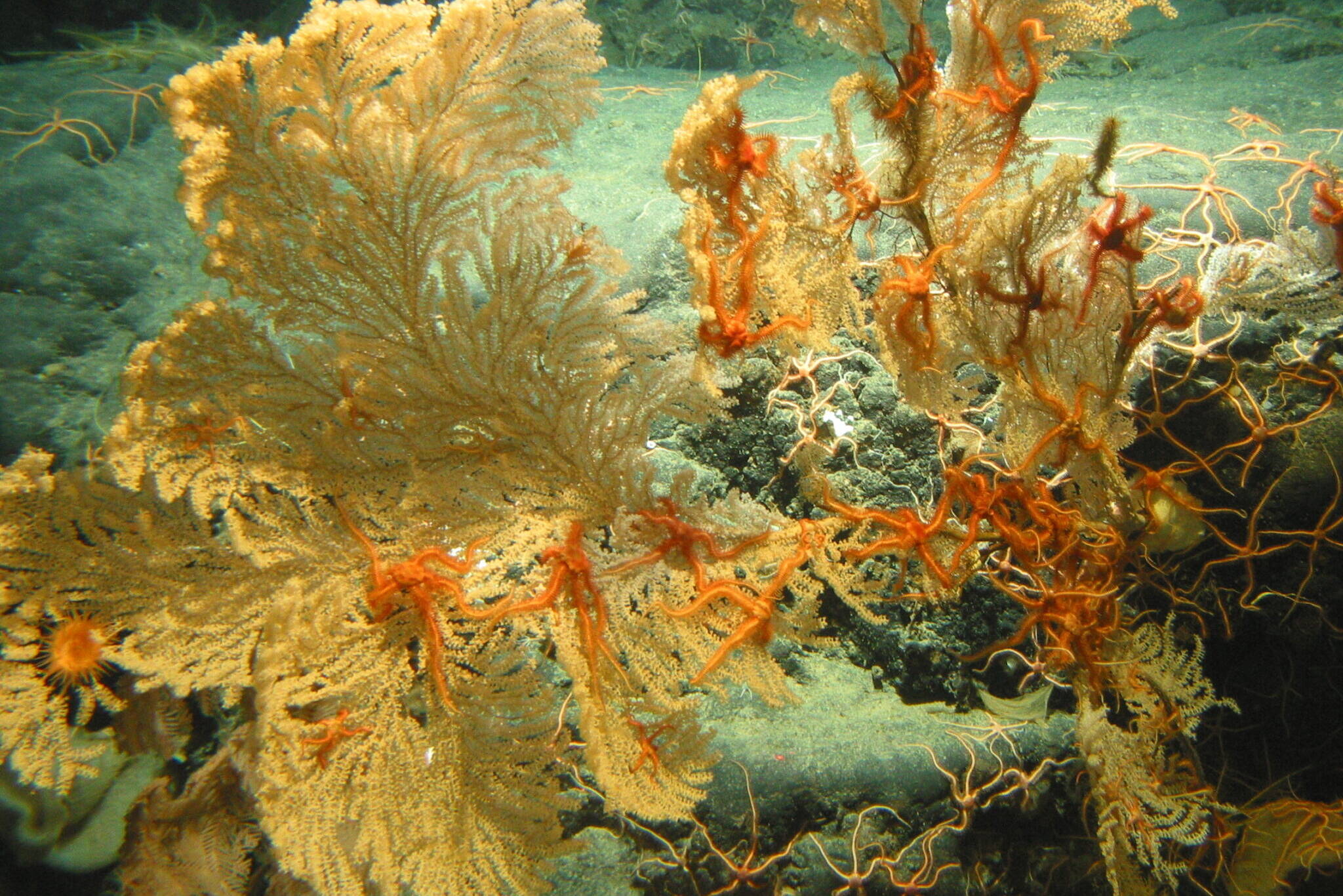 A large primnoid coral loaded with brittle stars, a marine relative of sea stars. The underwater image was captured on the Dickins Seamount during a 2004 research cruise in the Gulf of Alaska. A new lawsuit claims fishery managers have failed to adequately protect Gulf of Alaska corals and sponges. (Photo provided by the National Oceanic and Atmospheric Administration)