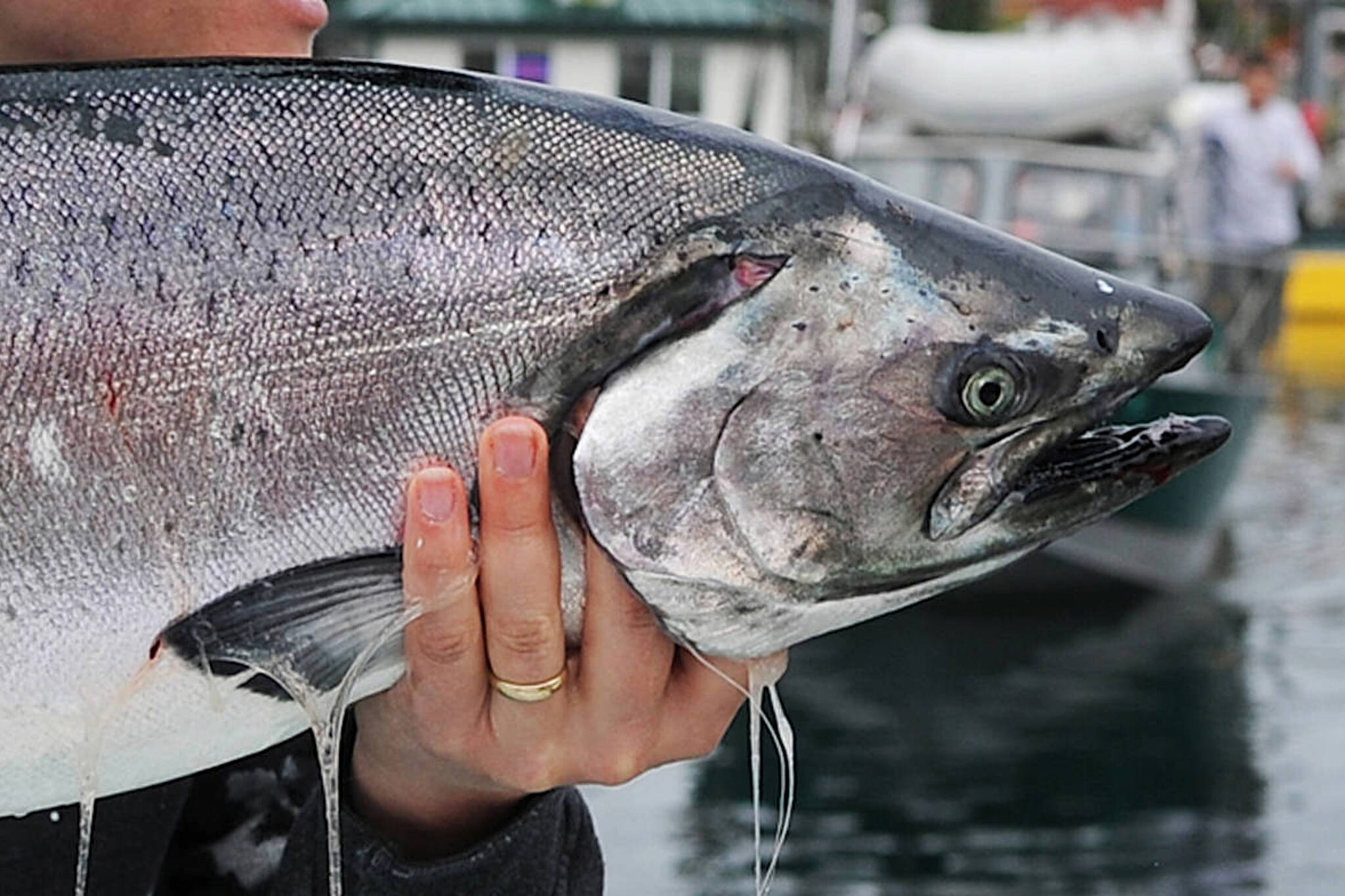 A king salmon during the 67th annual Golden North Salmon Derby at the Don D. Statter Memorial Boat Harbor in August 2013. (Michael Penn / Juneau Empire file photo)