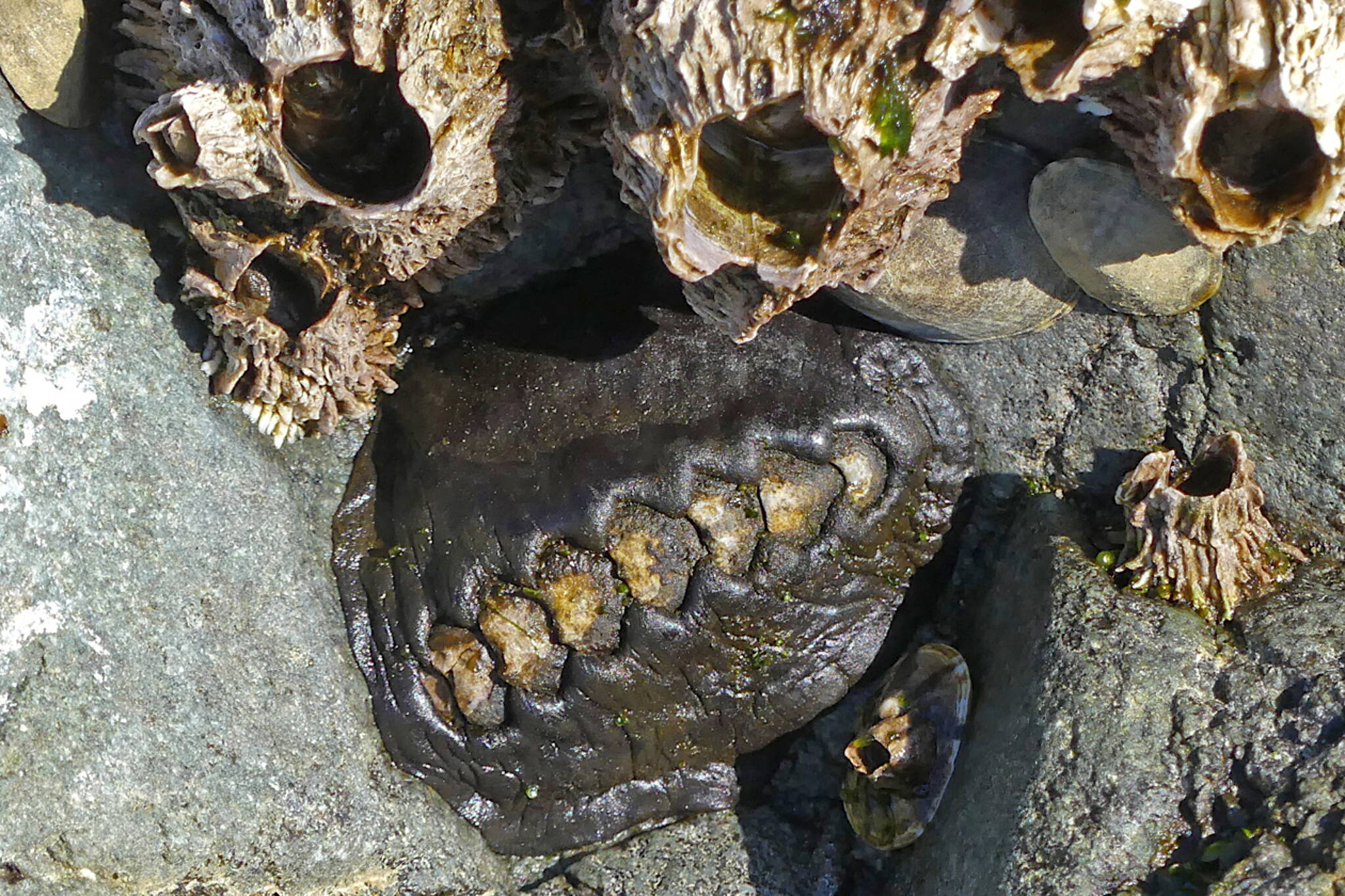 A medium-sized chiton commonly known as black katy can sometimes reach a length of 12 centimeters. (Photo by Bob Armstrong)